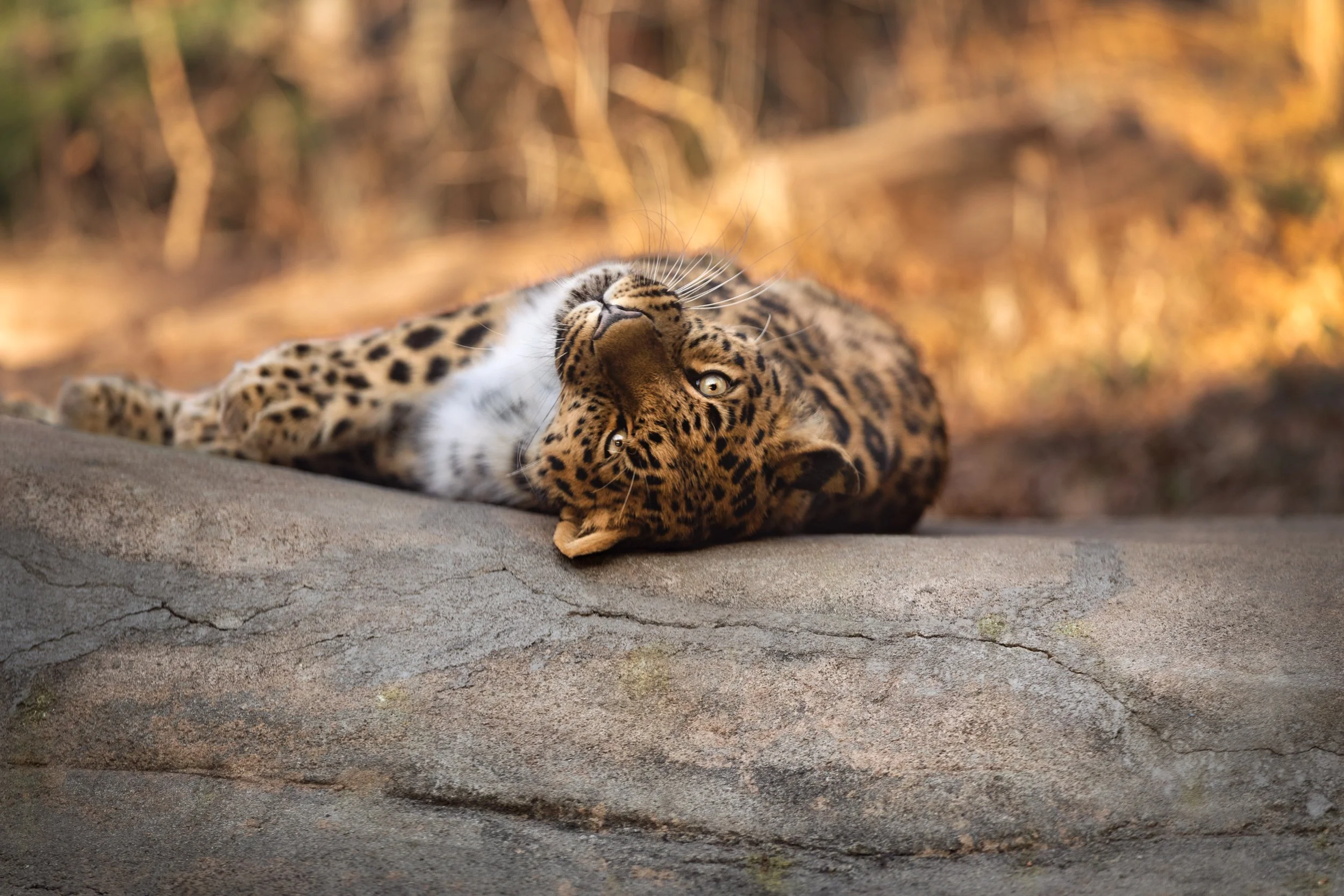 Leopard laying down CC.JPG