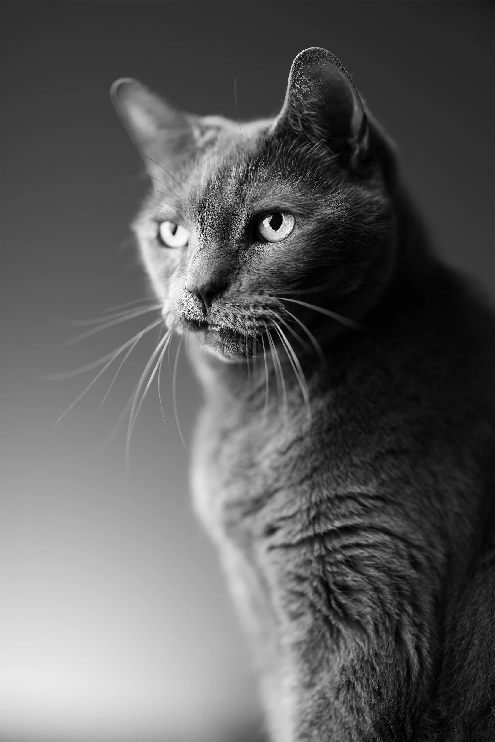 Joey Grump B&W copy.jpg