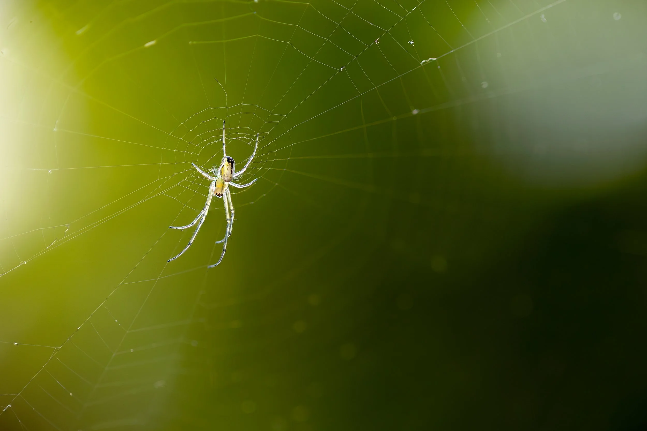 baby spider crop copy.jpg
