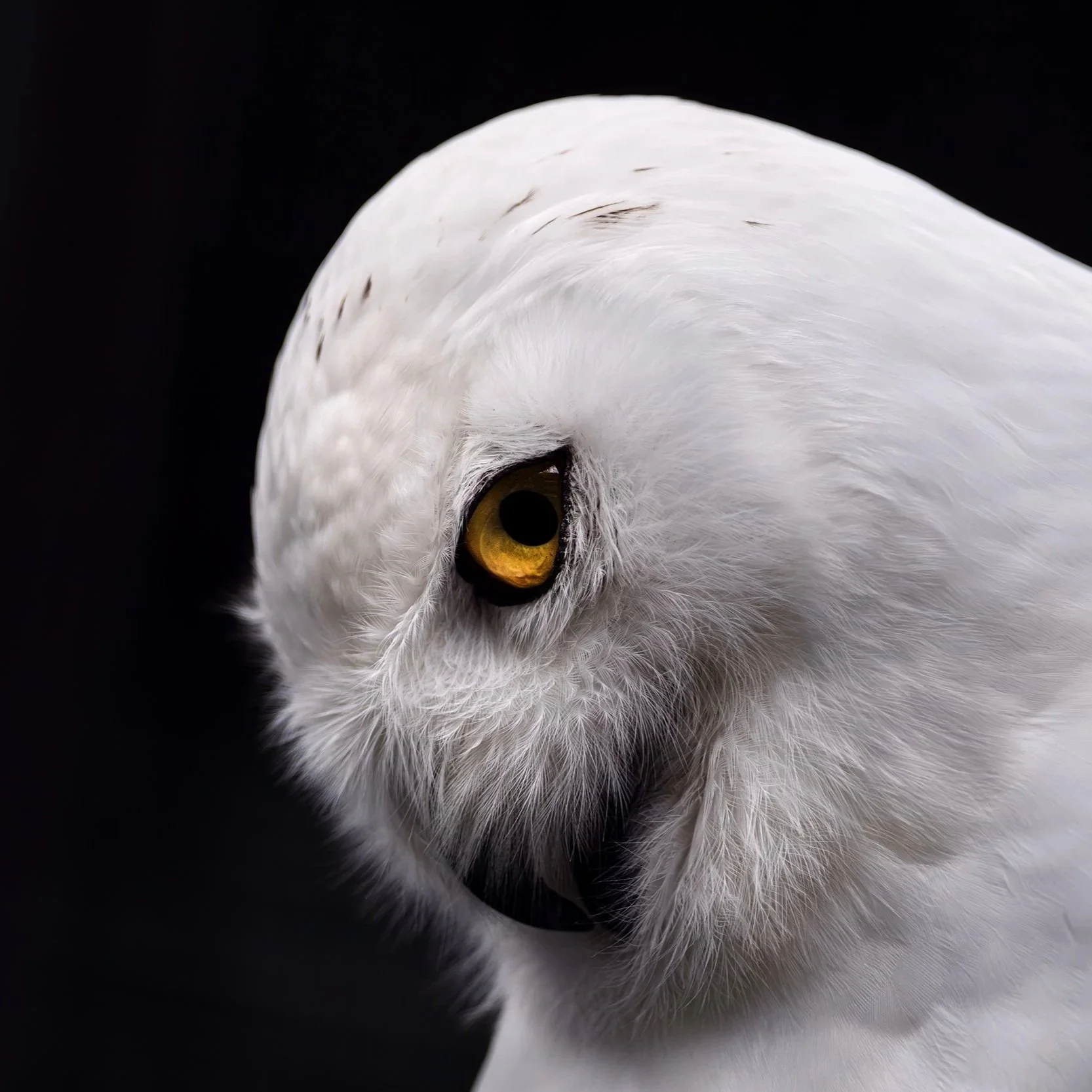 Wildlife