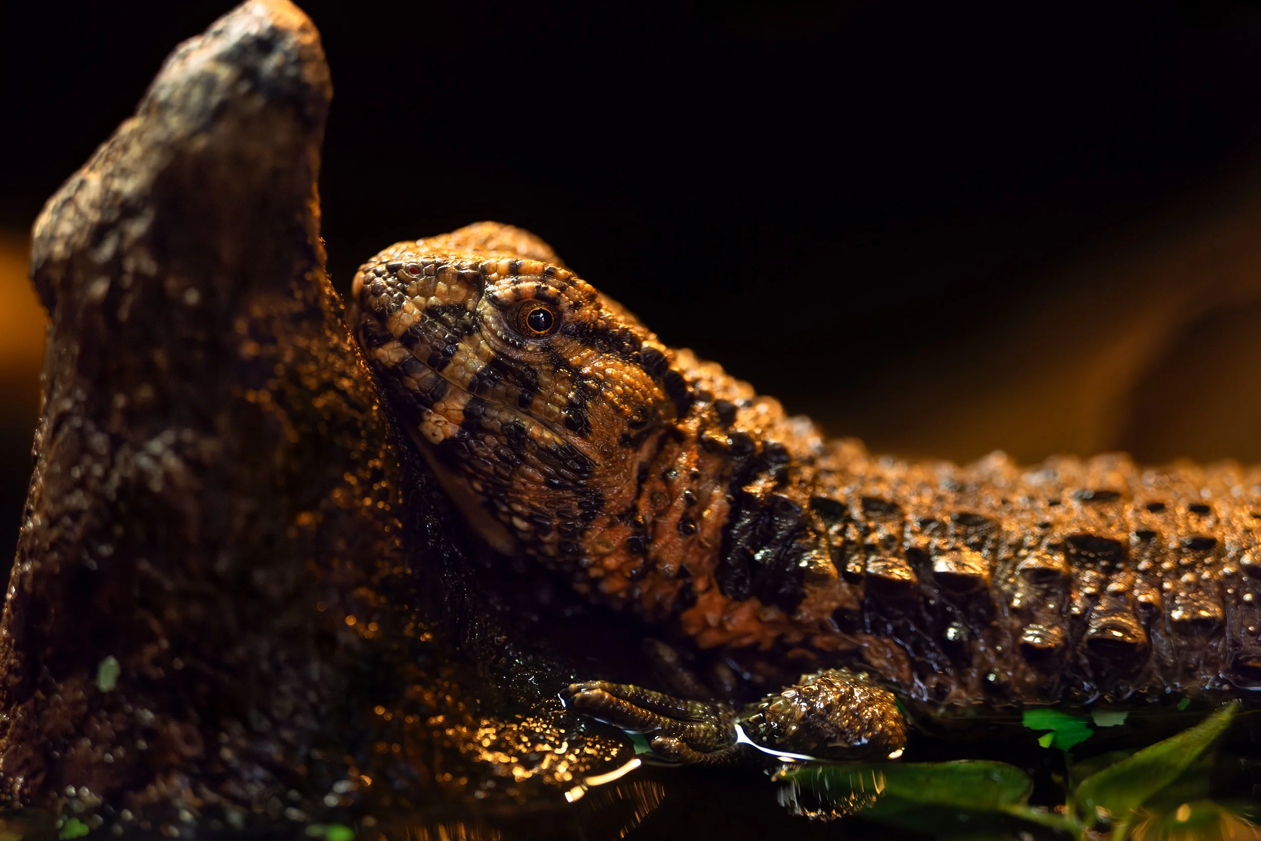 crock lizard copy.jpg