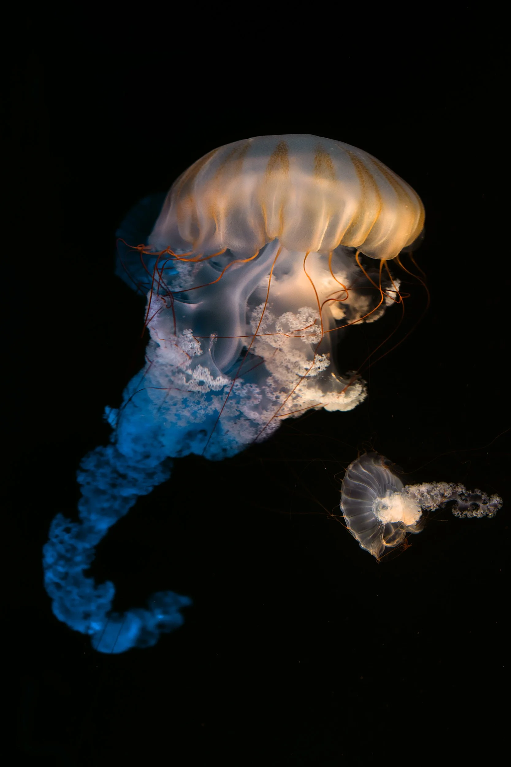 Jellyfish and baby copy.jpg