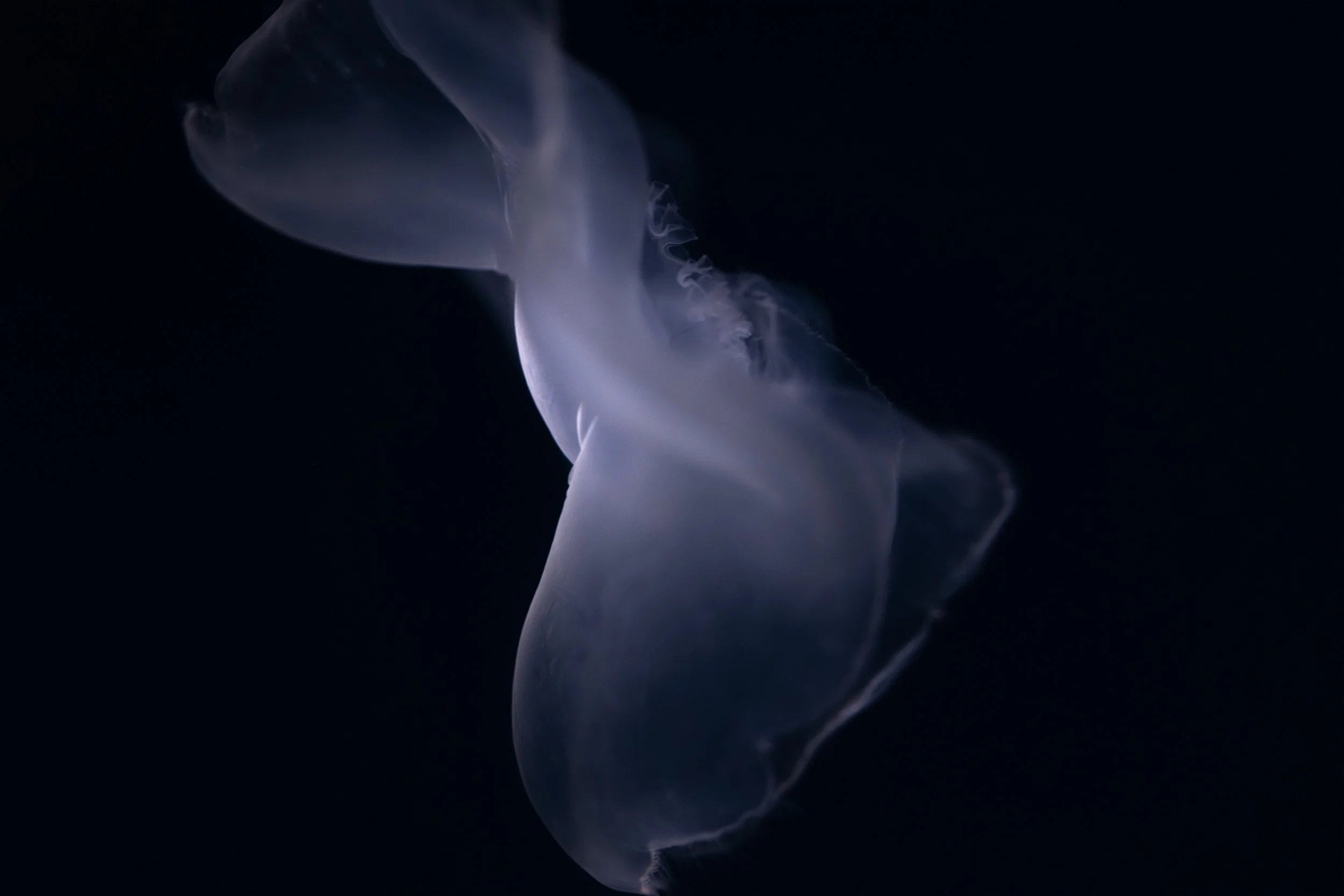 jellyfish dancing copy.jpg