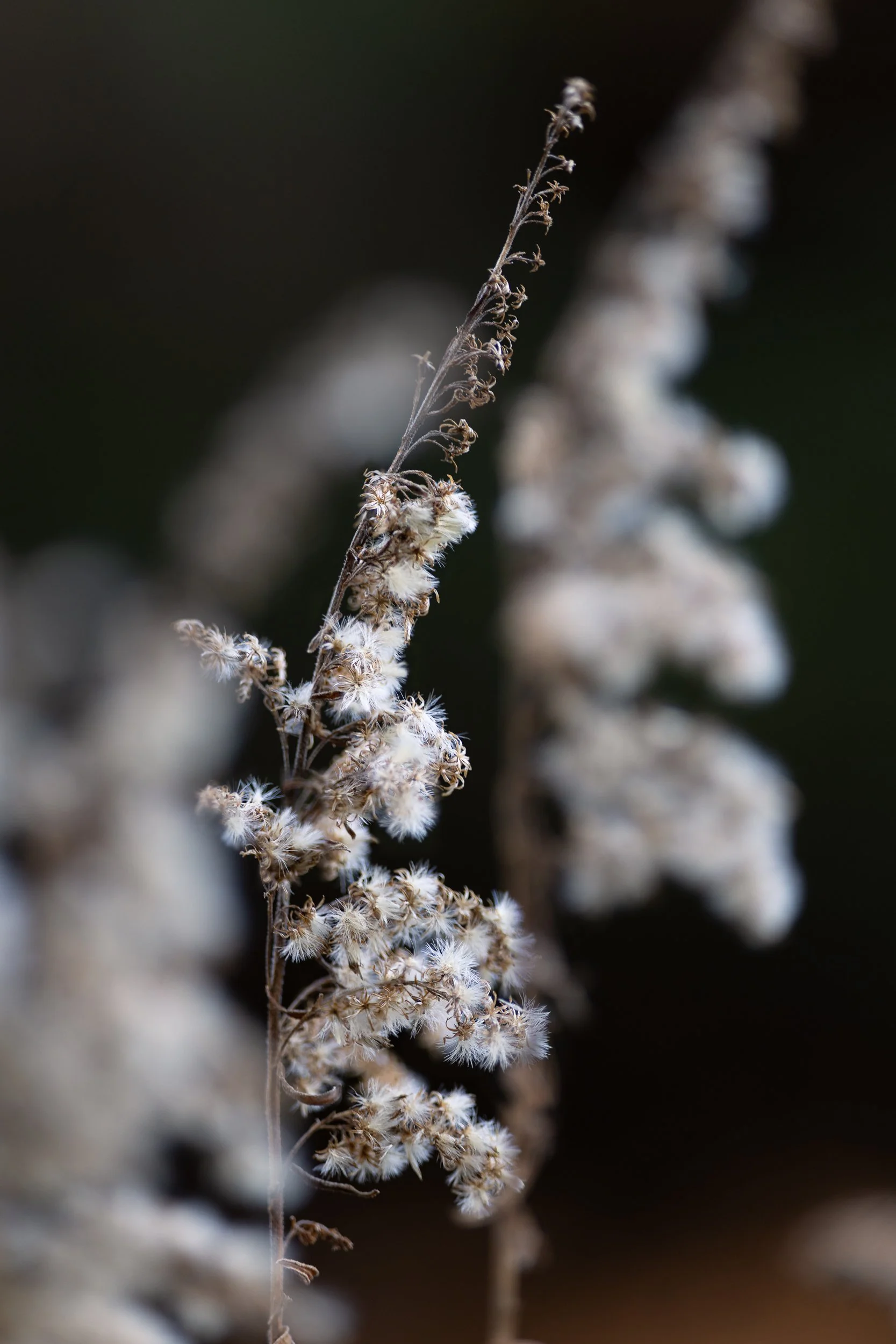 White flower copy.JPG