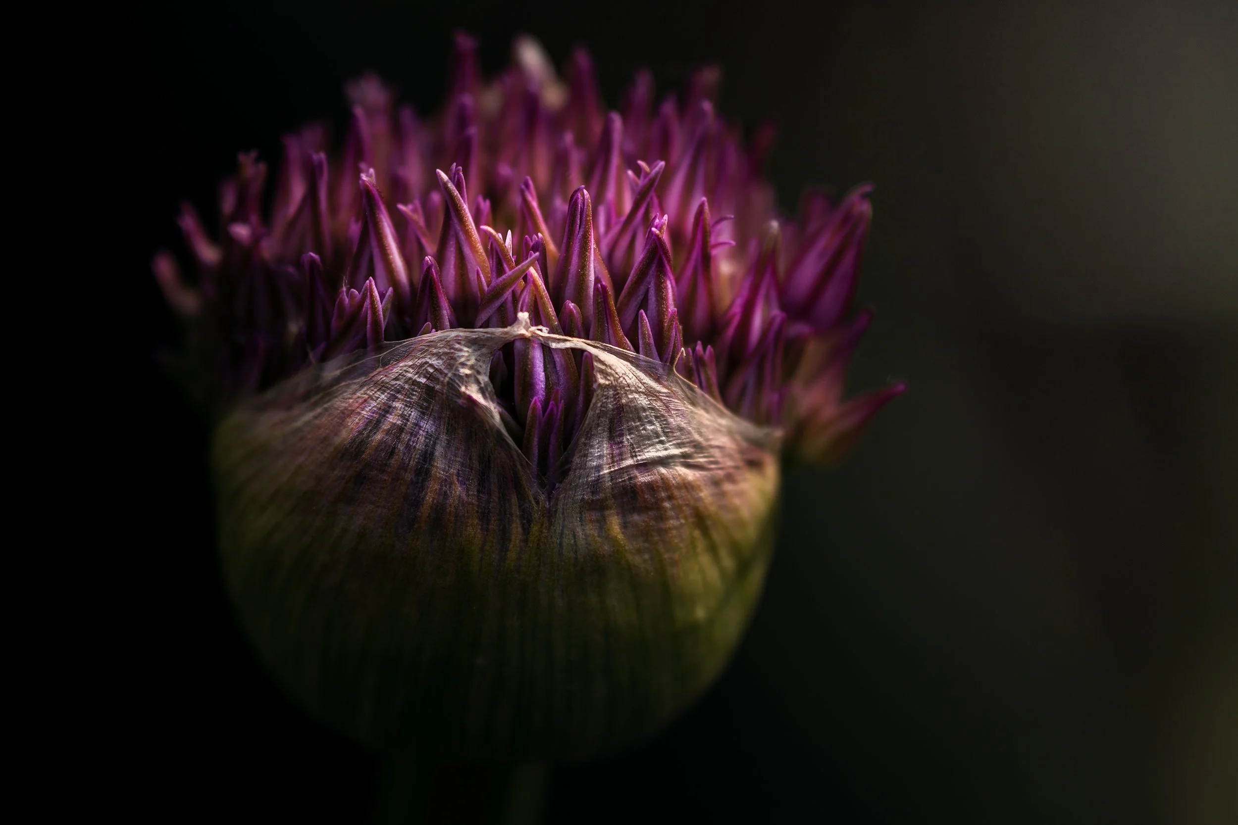 flower cabbage bloom copy.jpg