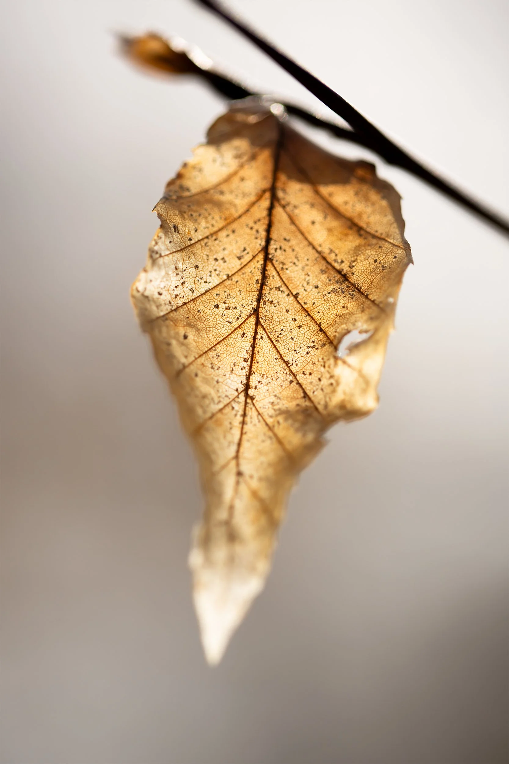 leaf portrait copy.jpg