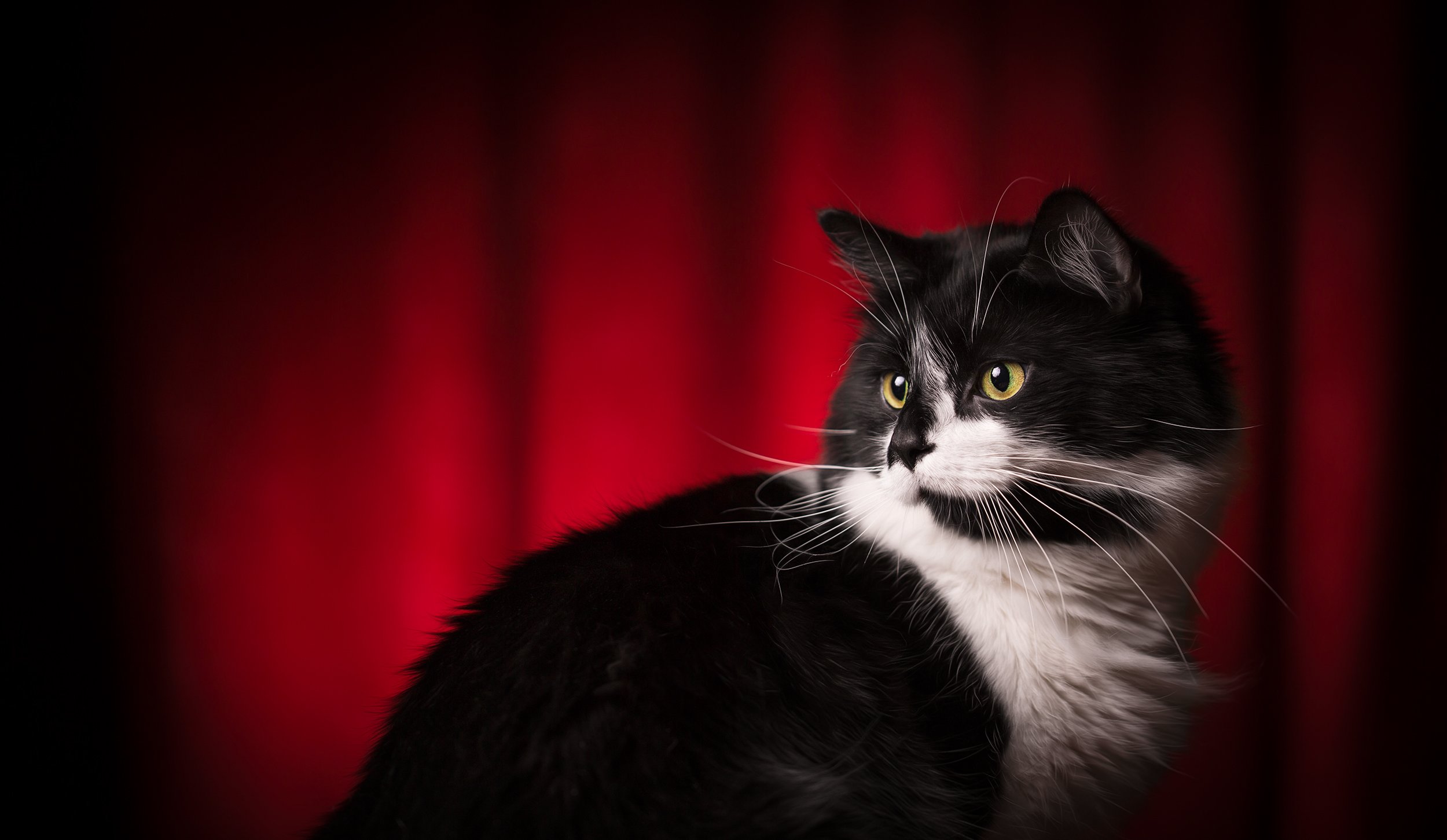 tuffy movie star 2 copy.jpg