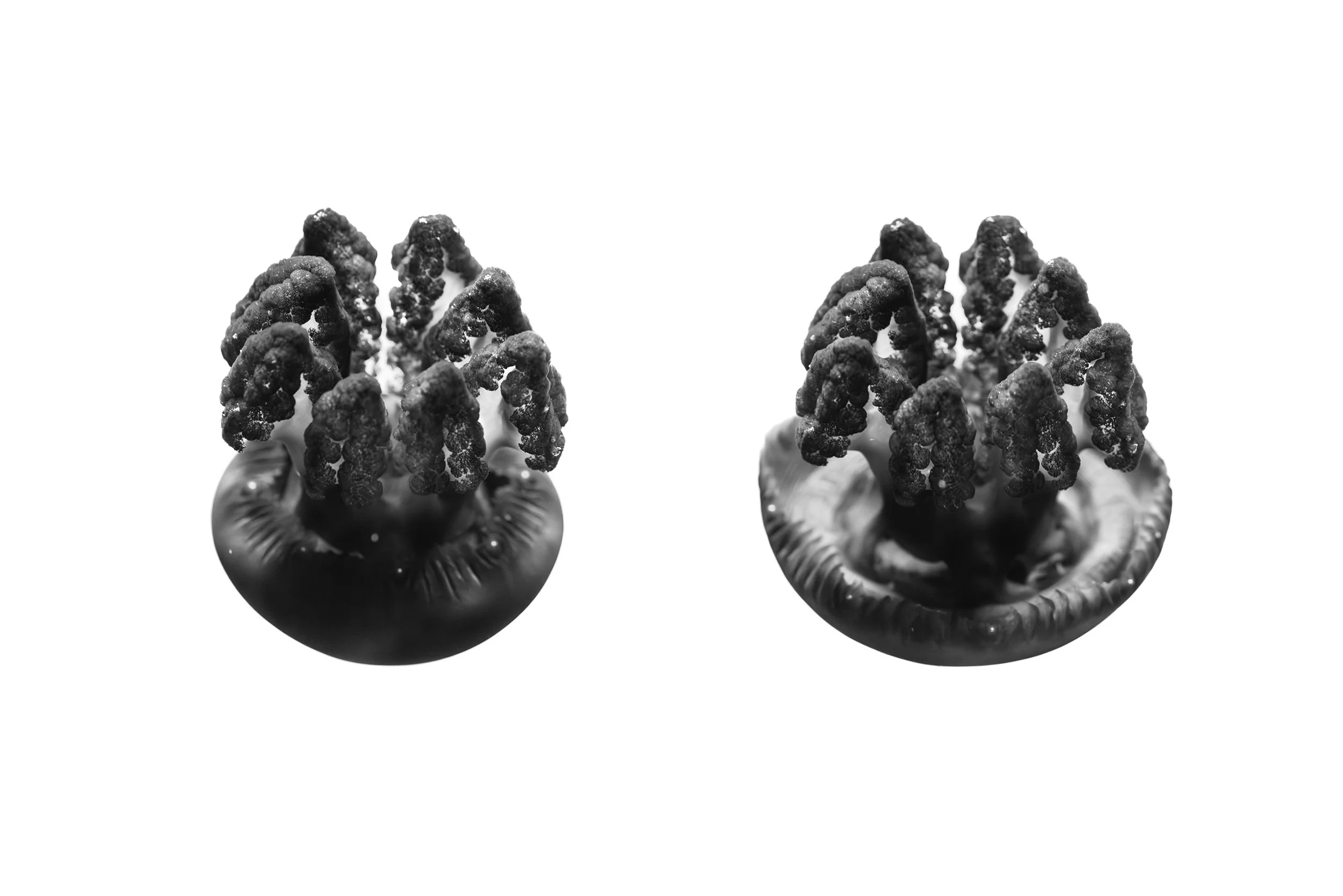 jellyfish b&w copy.jpg