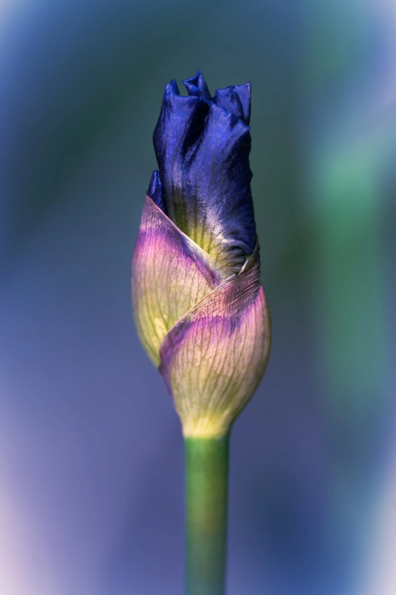 flower paint brush copy.jpg