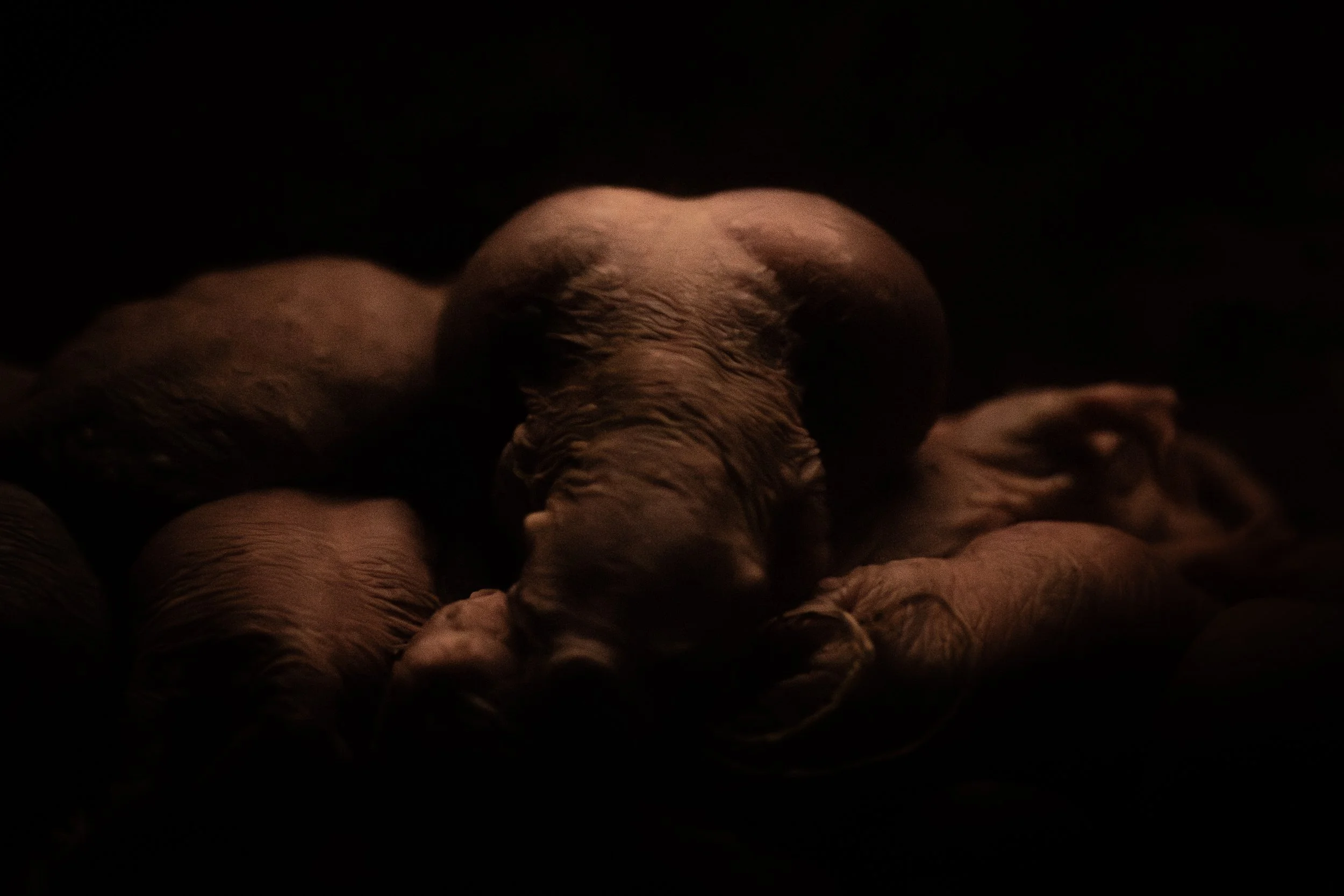 Naked mole rat pregnant.JPG