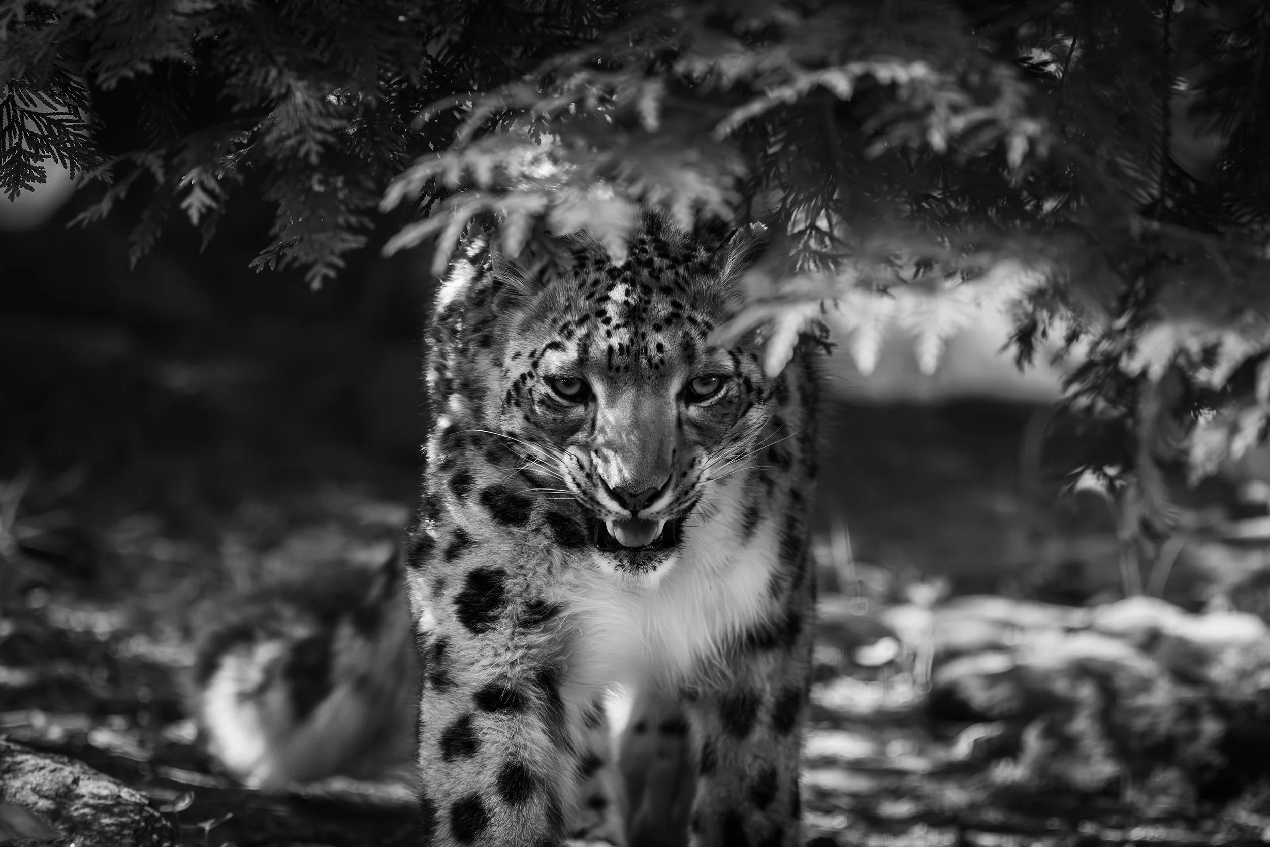 Snow leopard psycho copy.jpg