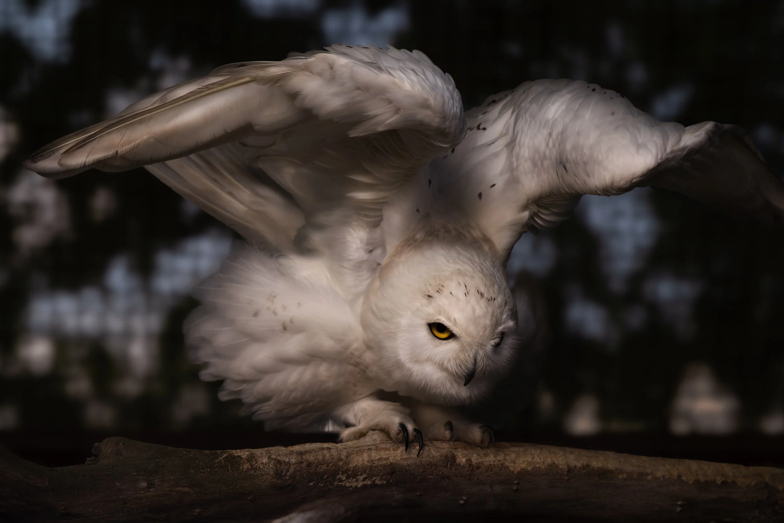 owl angel copy.jpg