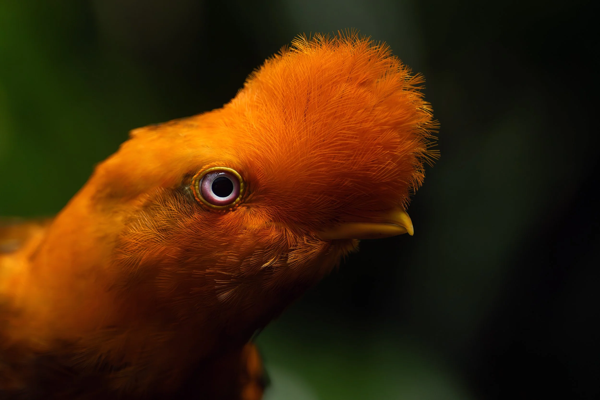 Orange chicken copy.jpg