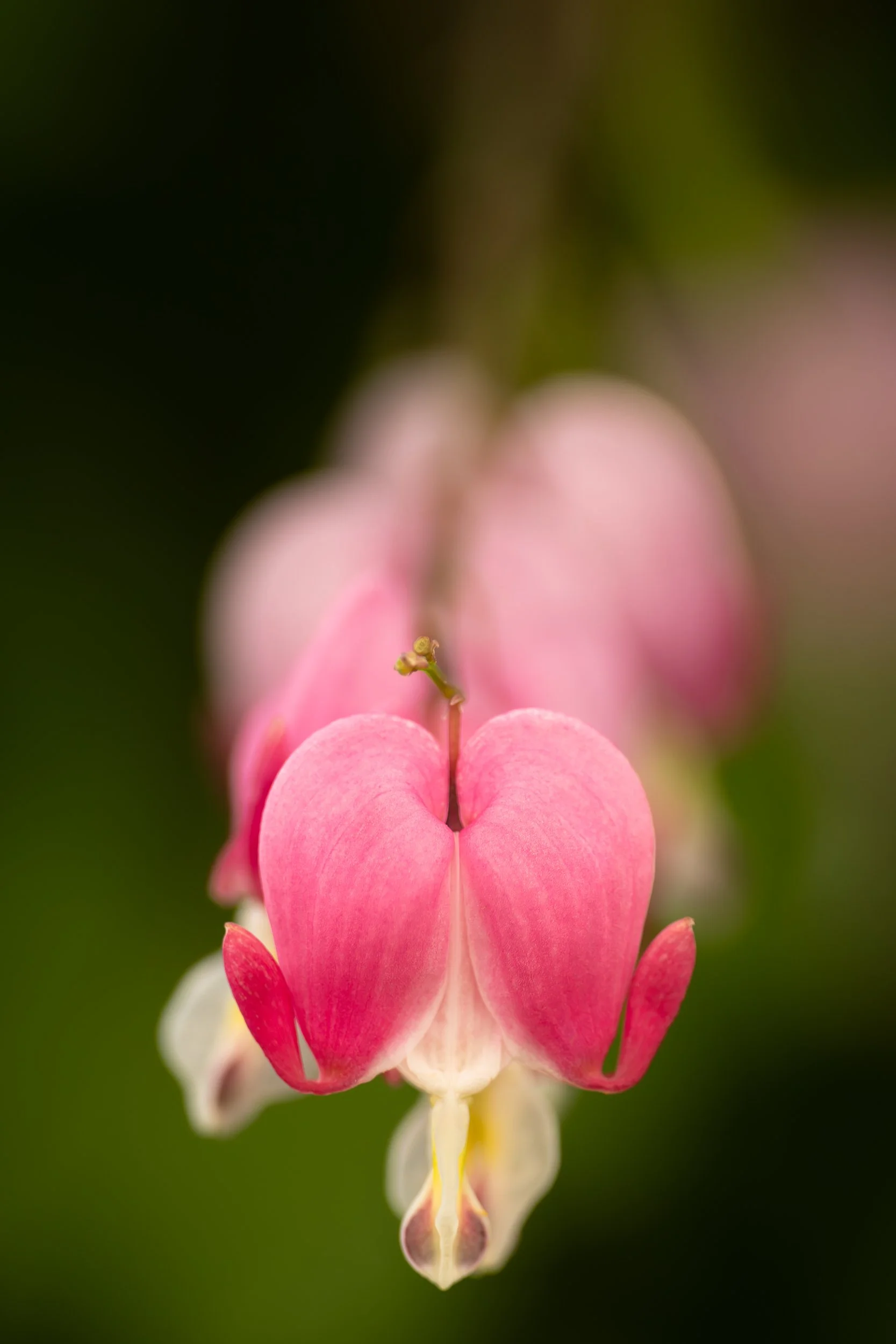 flower wig.JPG
