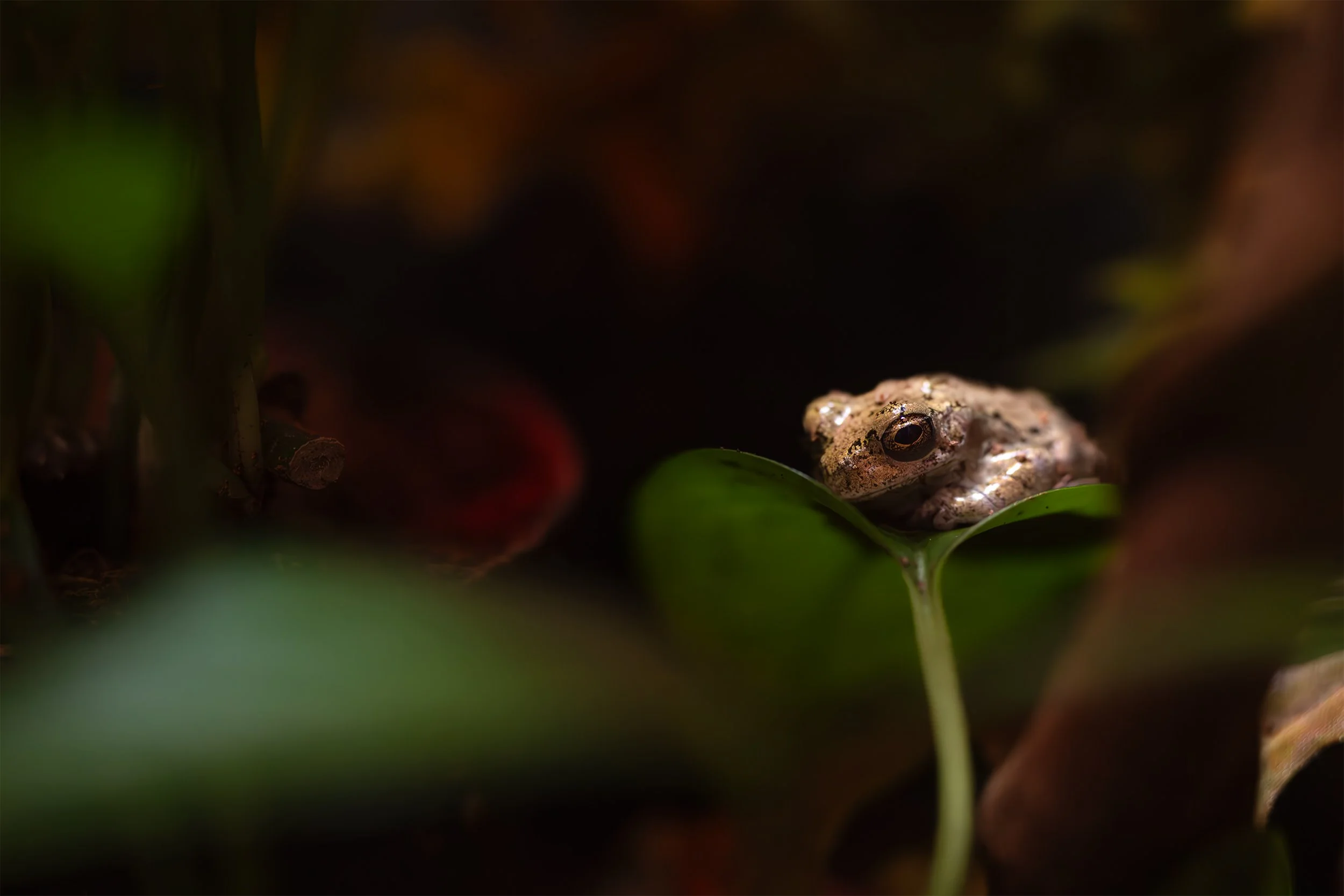 Frog leaf copy.jpg