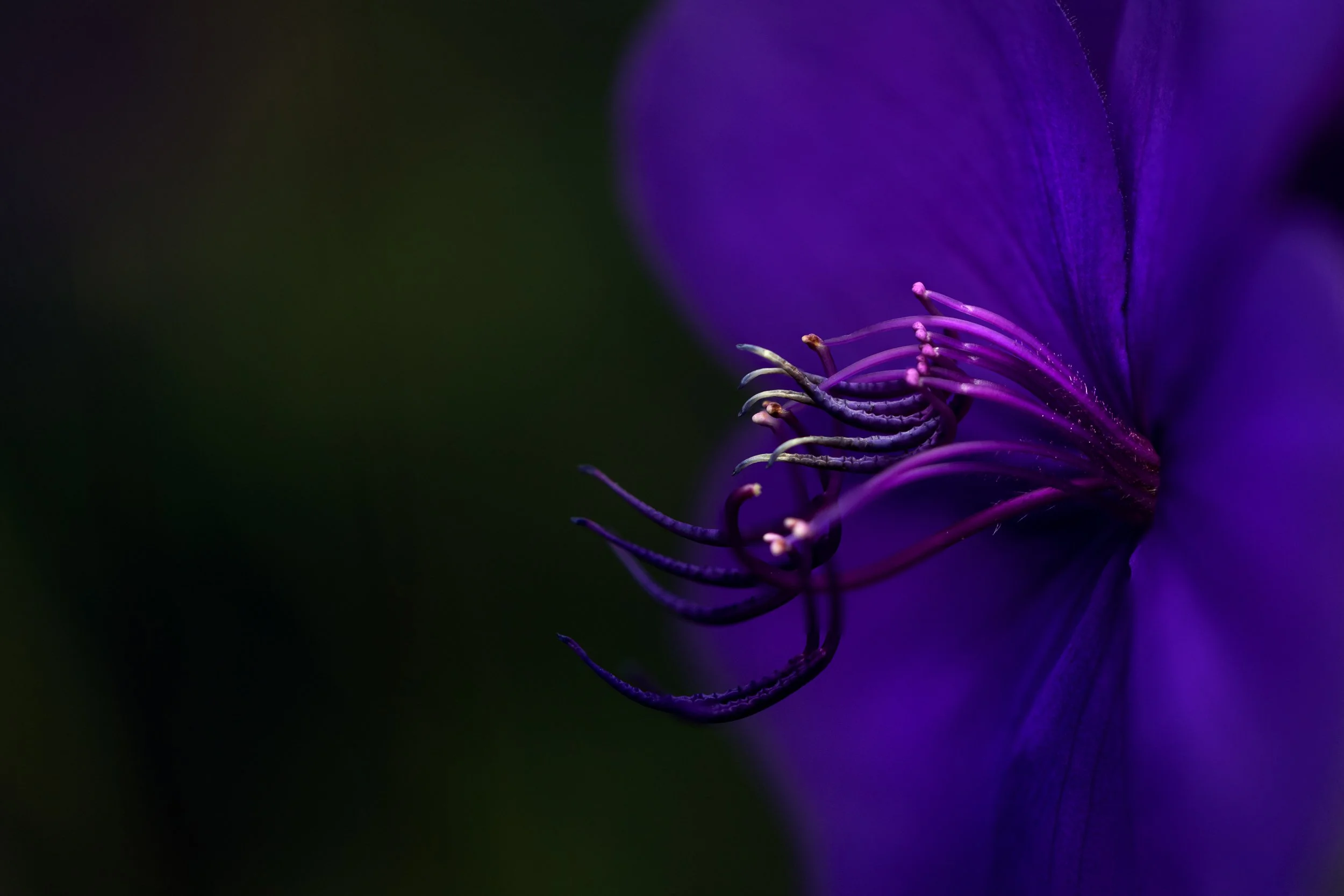 flower tendrils.JPG