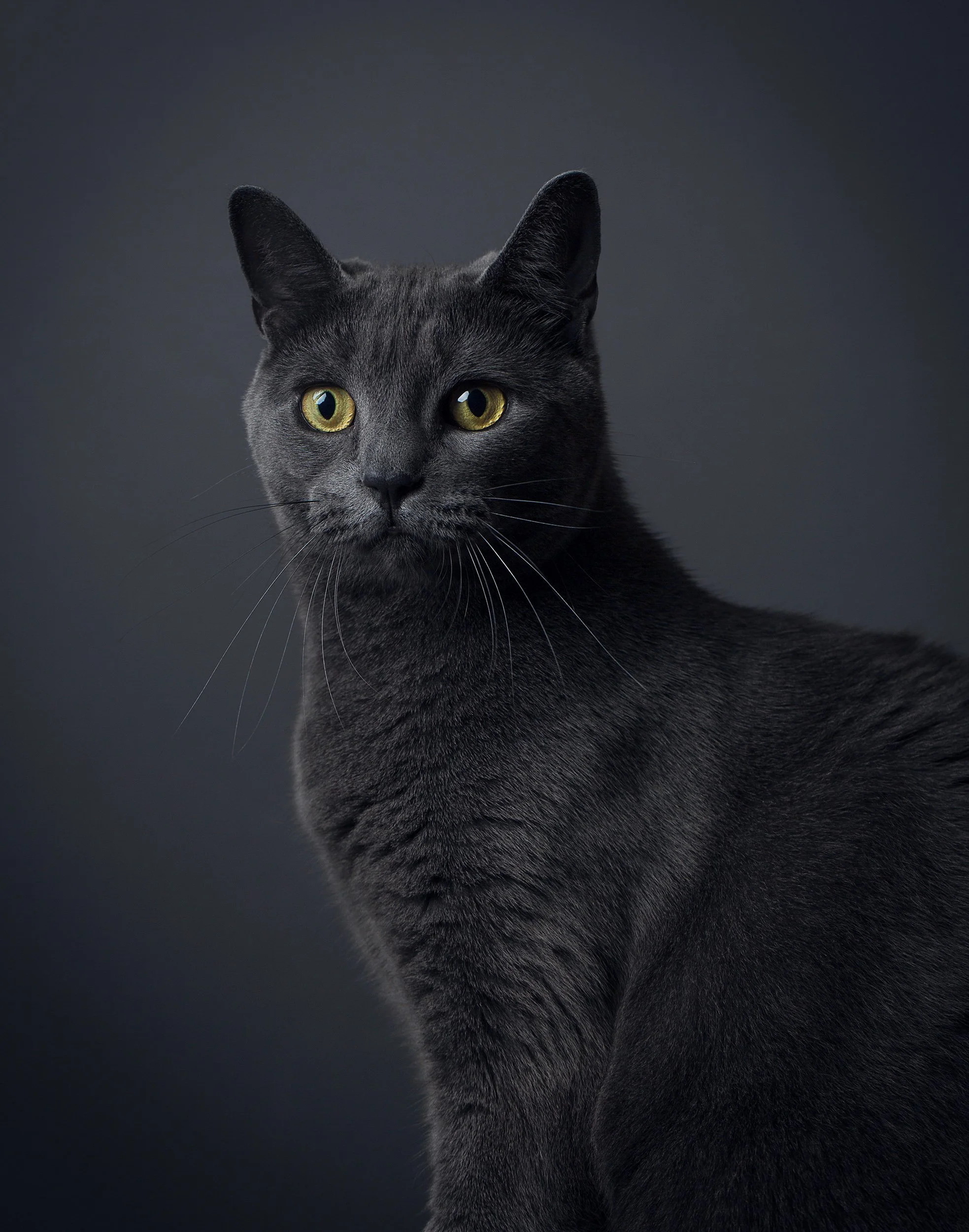 joey grey-Edit-2 copy.jpg