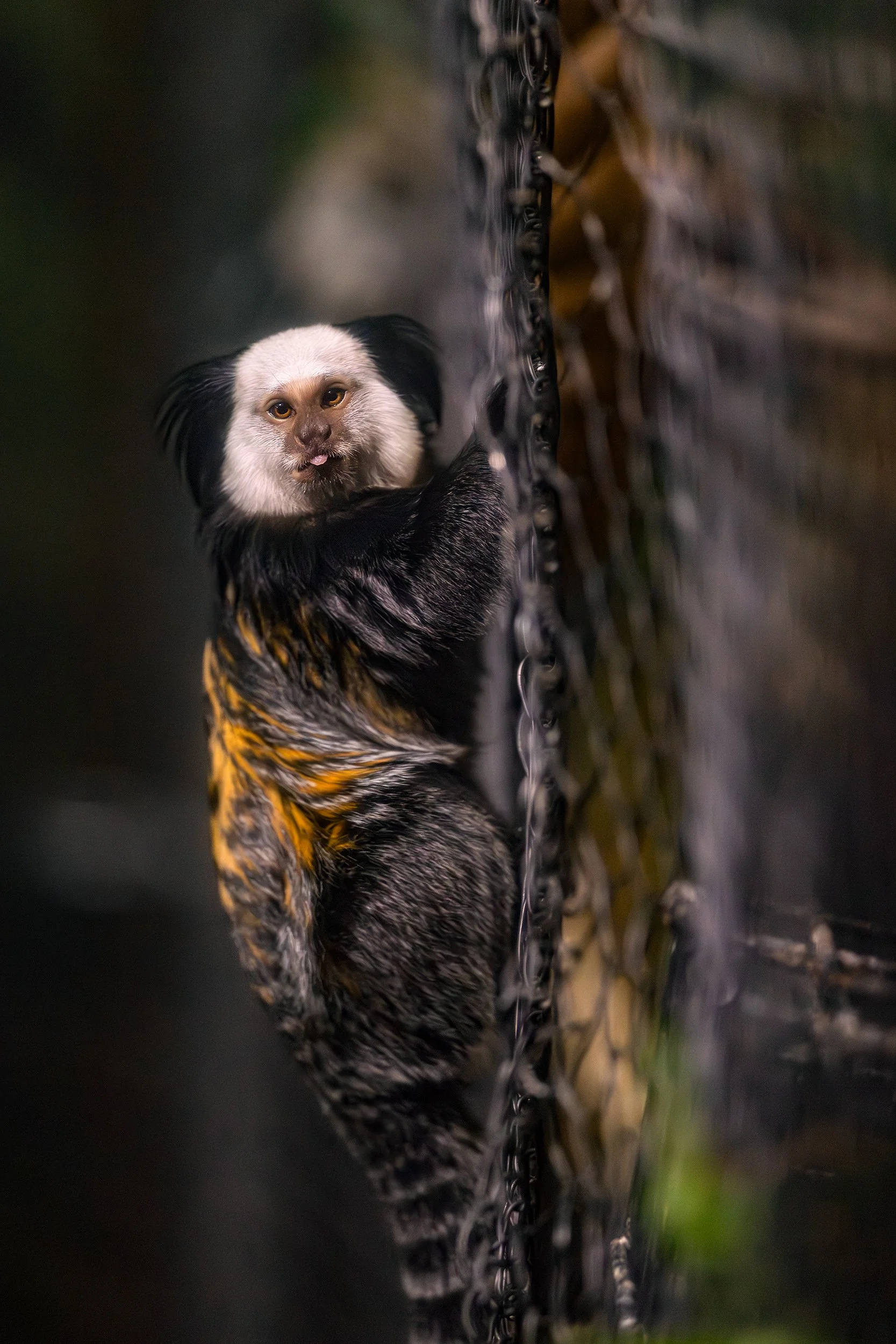 Marmoset tongue copy.jpg