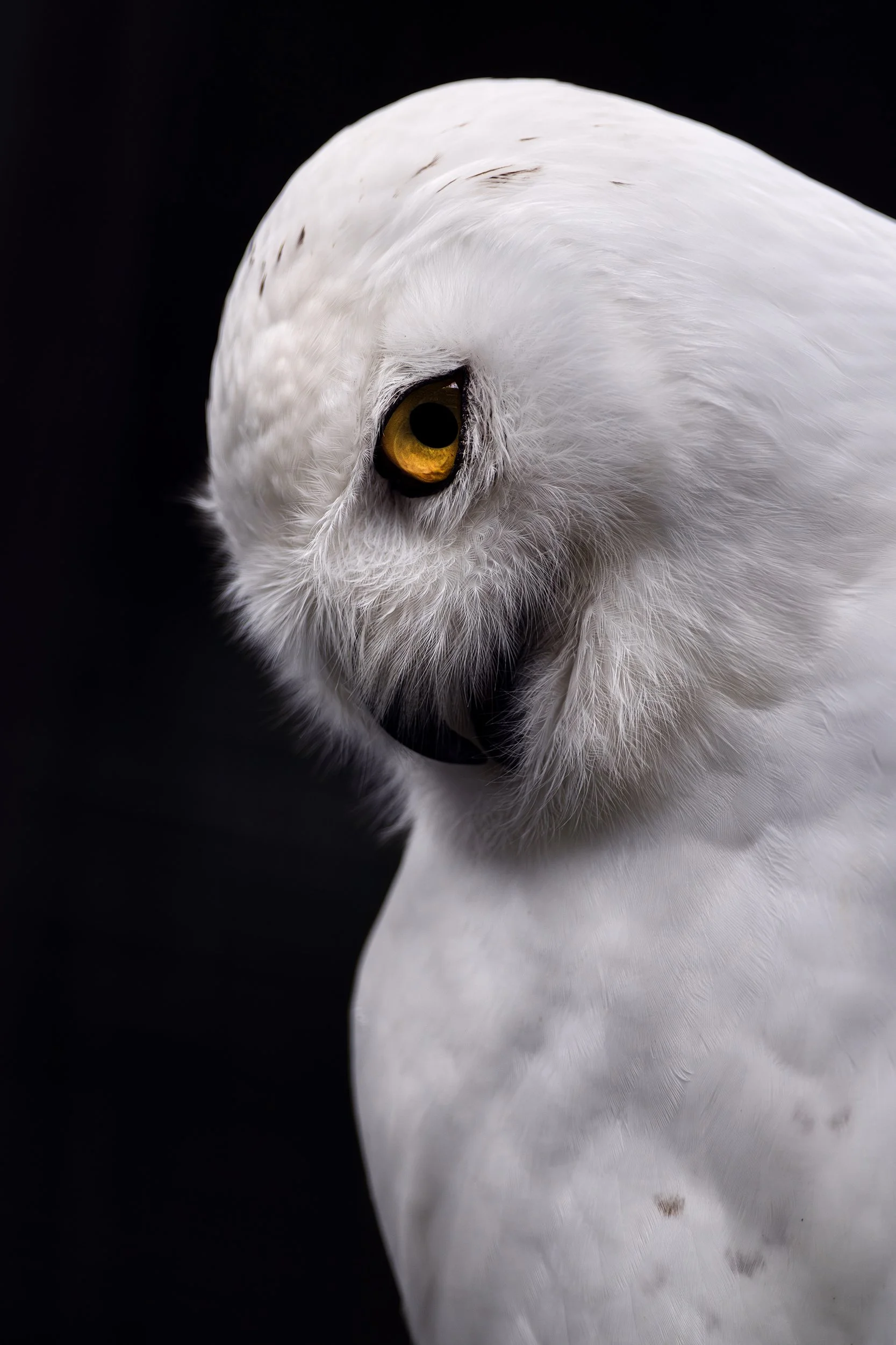 snowy owl 2 copy.jpg
