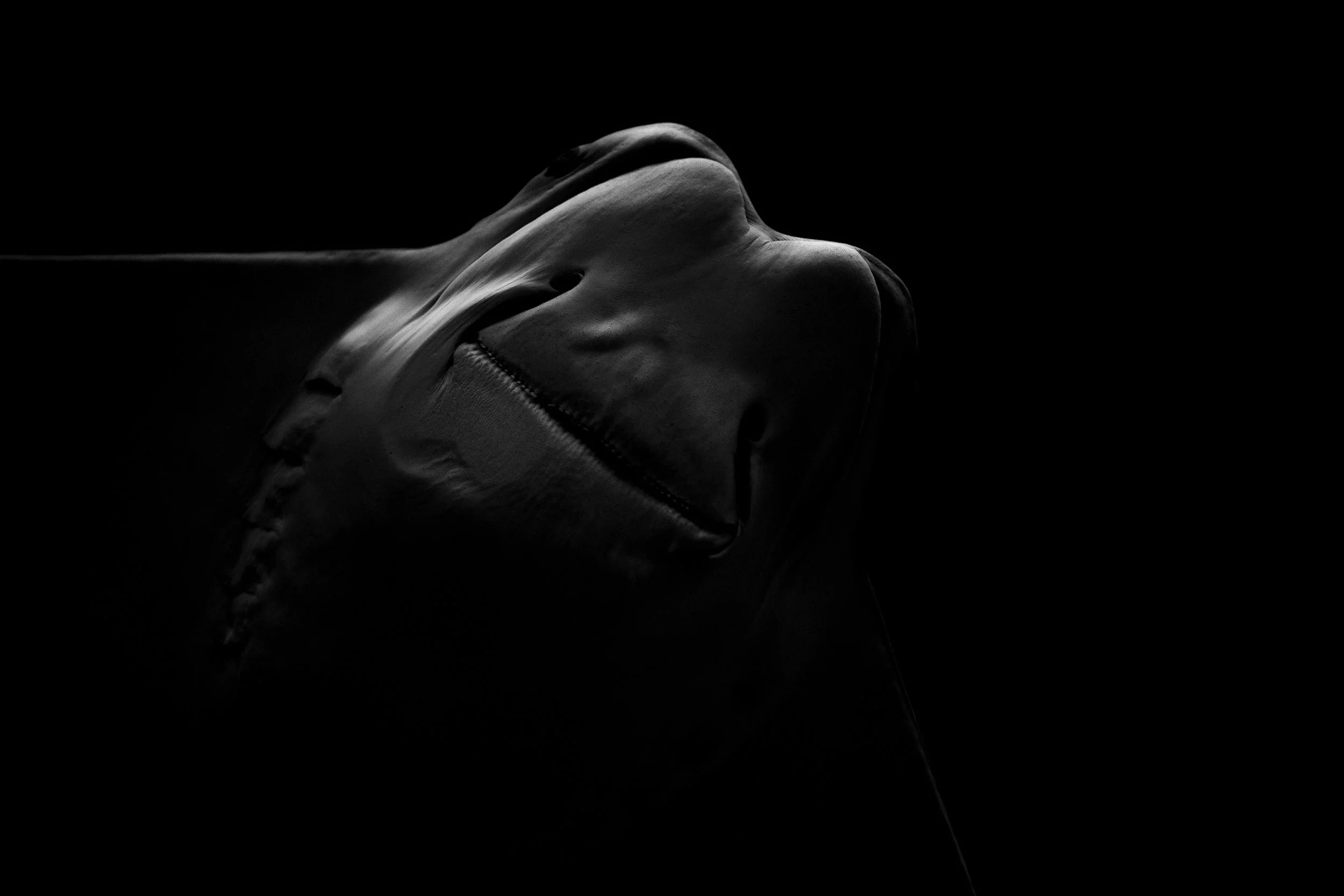 stingray scary copy.jpg