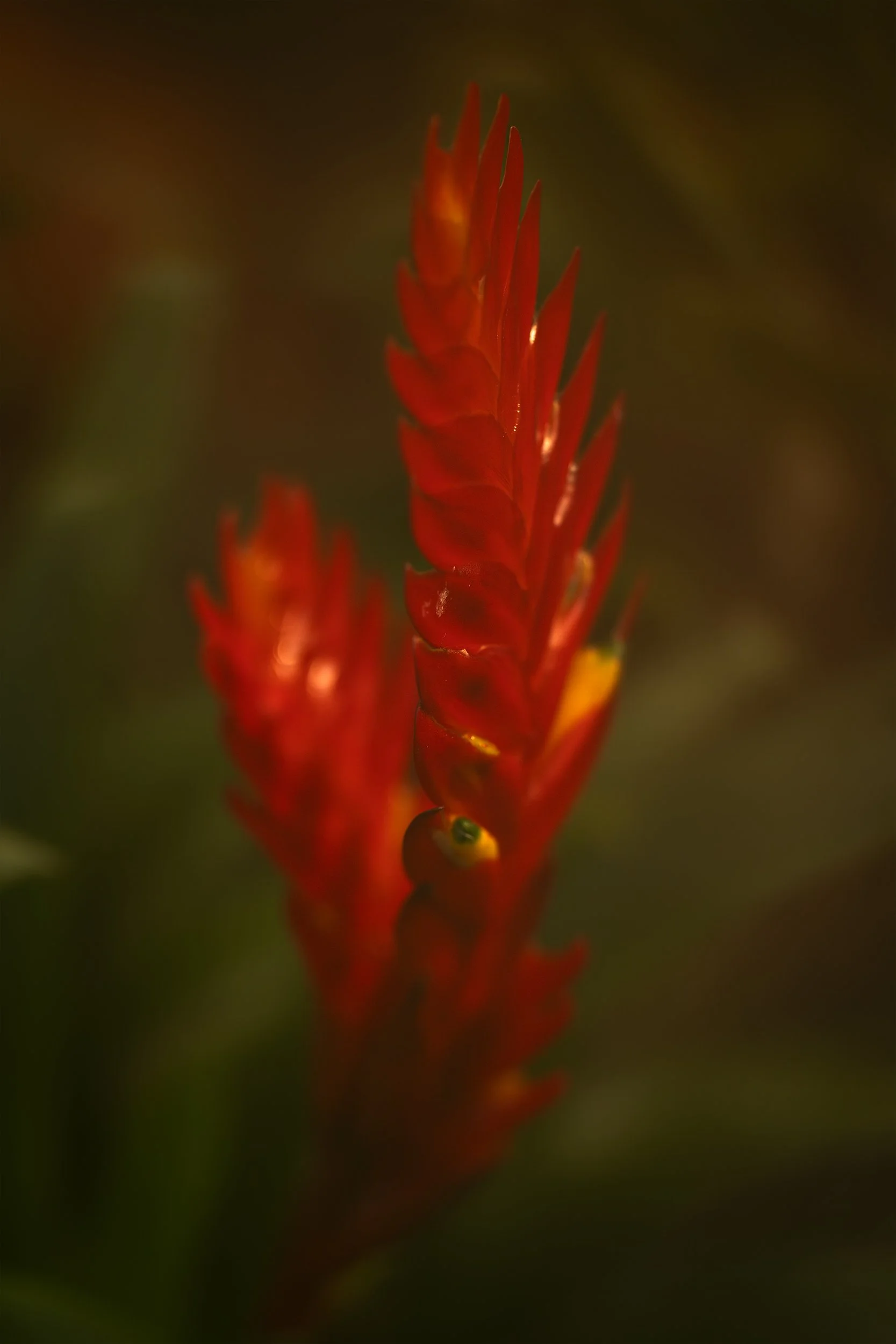 Vintage flower copy.jpg