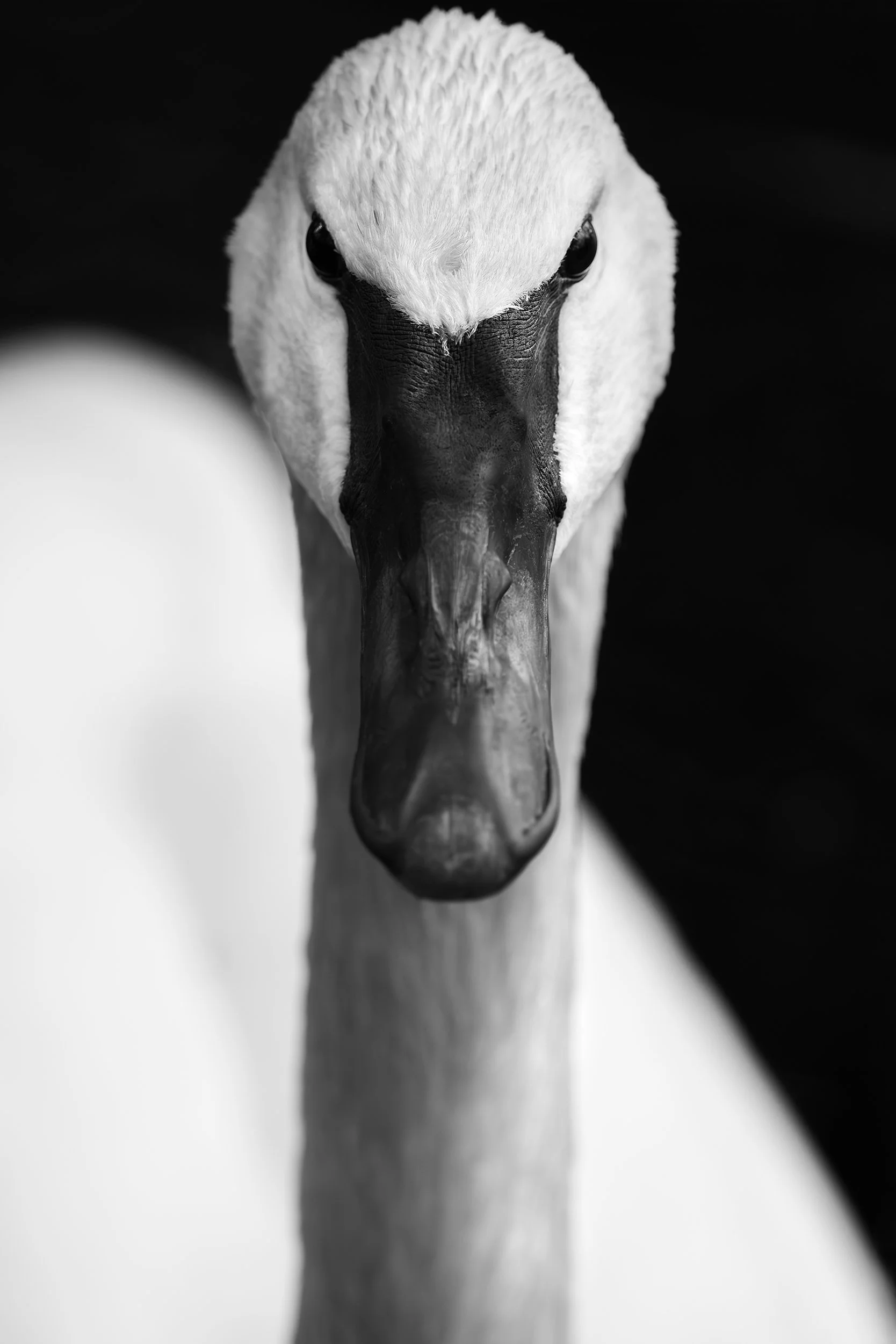 Swan copy.jpg