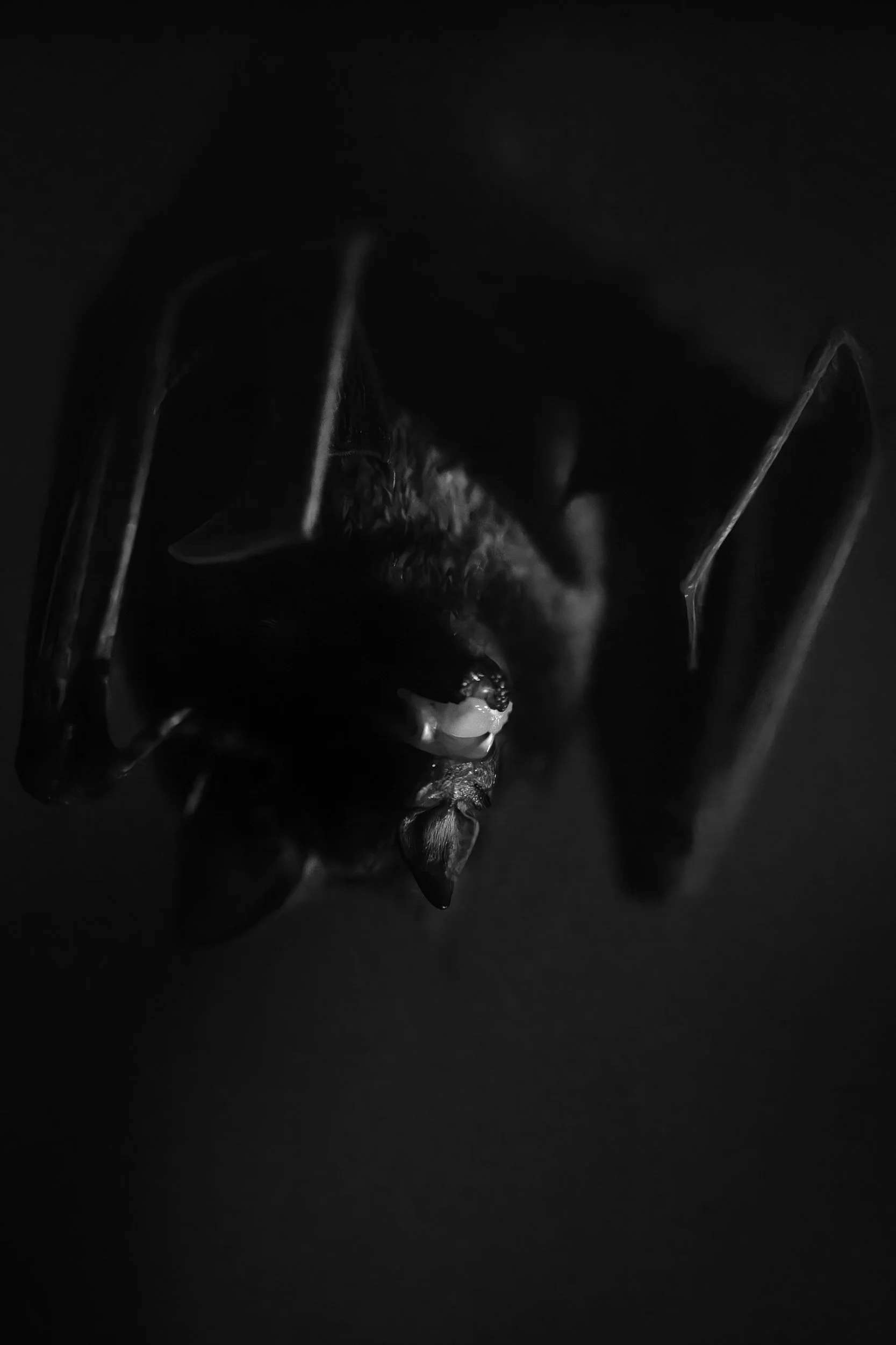 bat 2 b&w.jpg