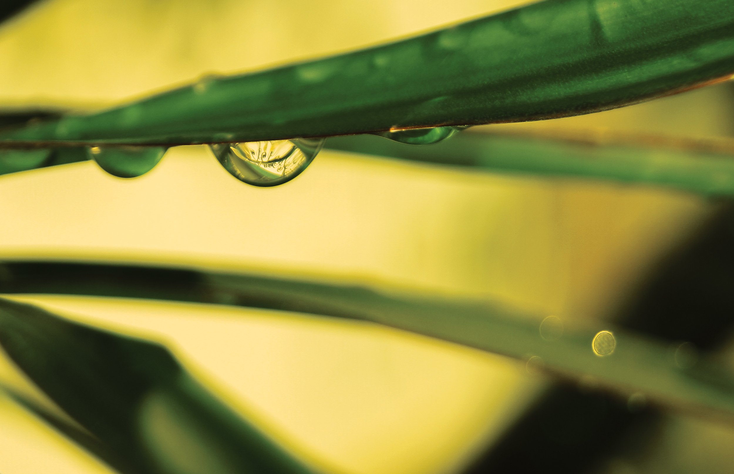 waterdrop leaf-Edit copy.jpg