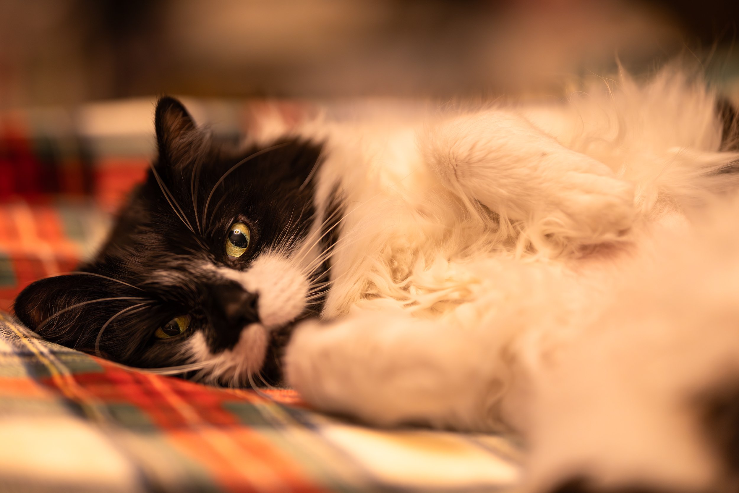 tuffy cream cheese copy.jpg