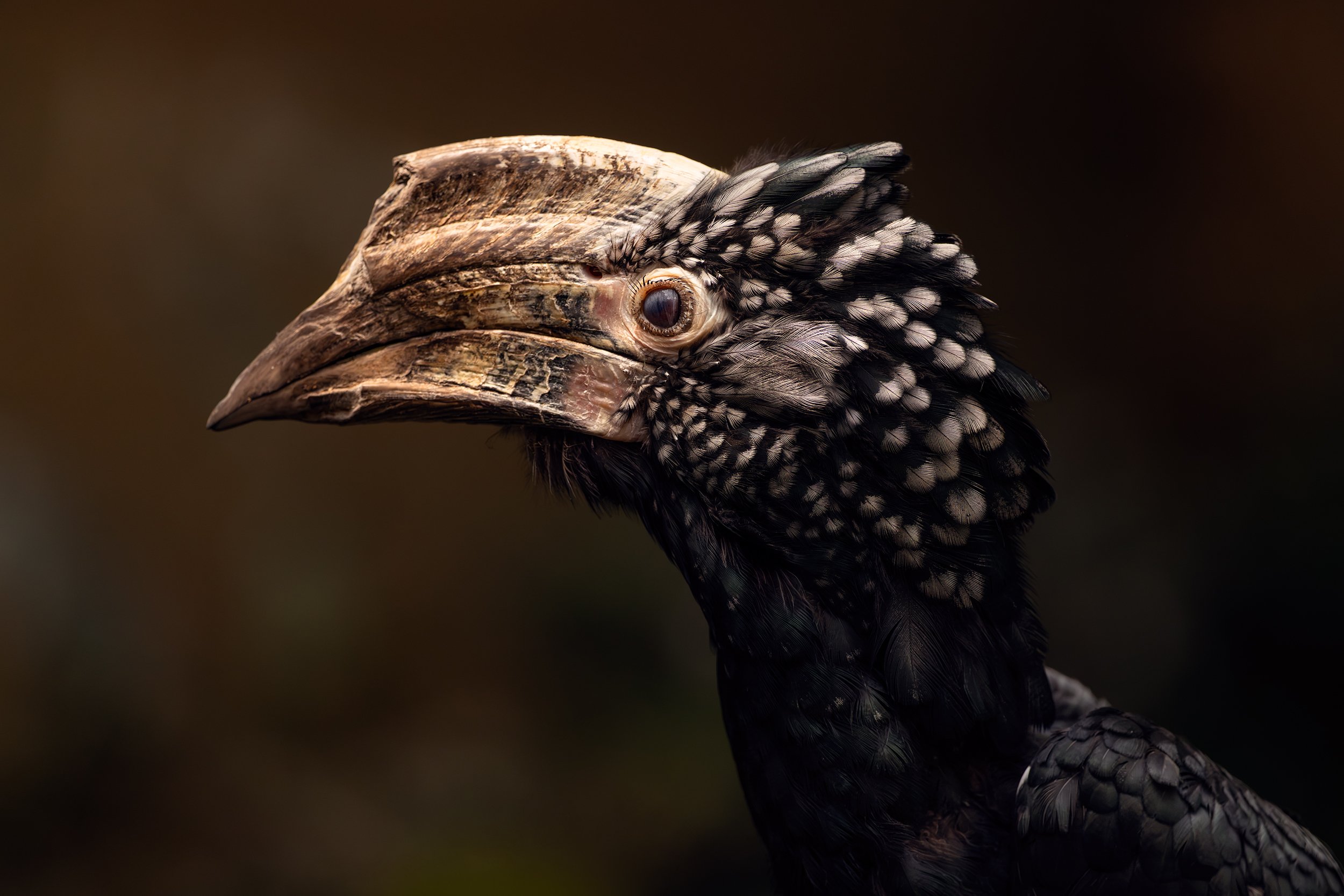 Dino bird copy.jpg