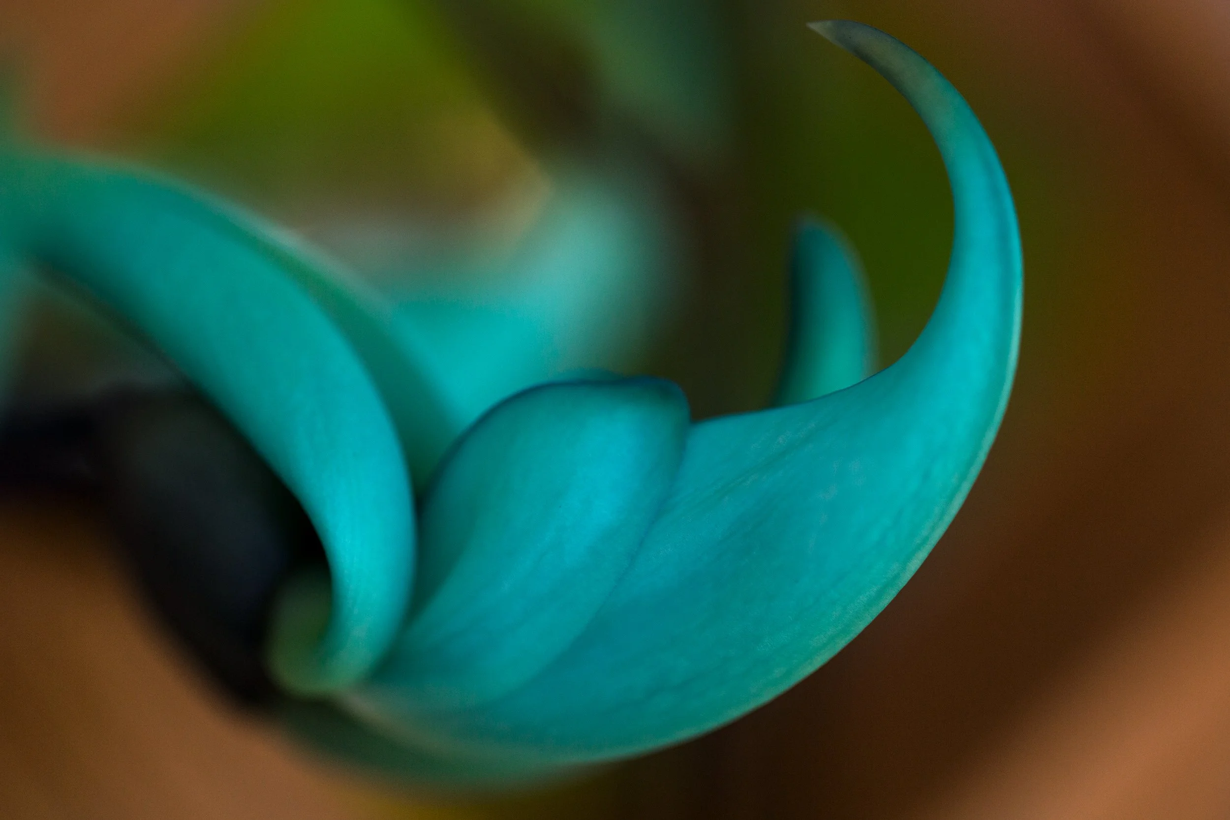 blue flower copy.jpg