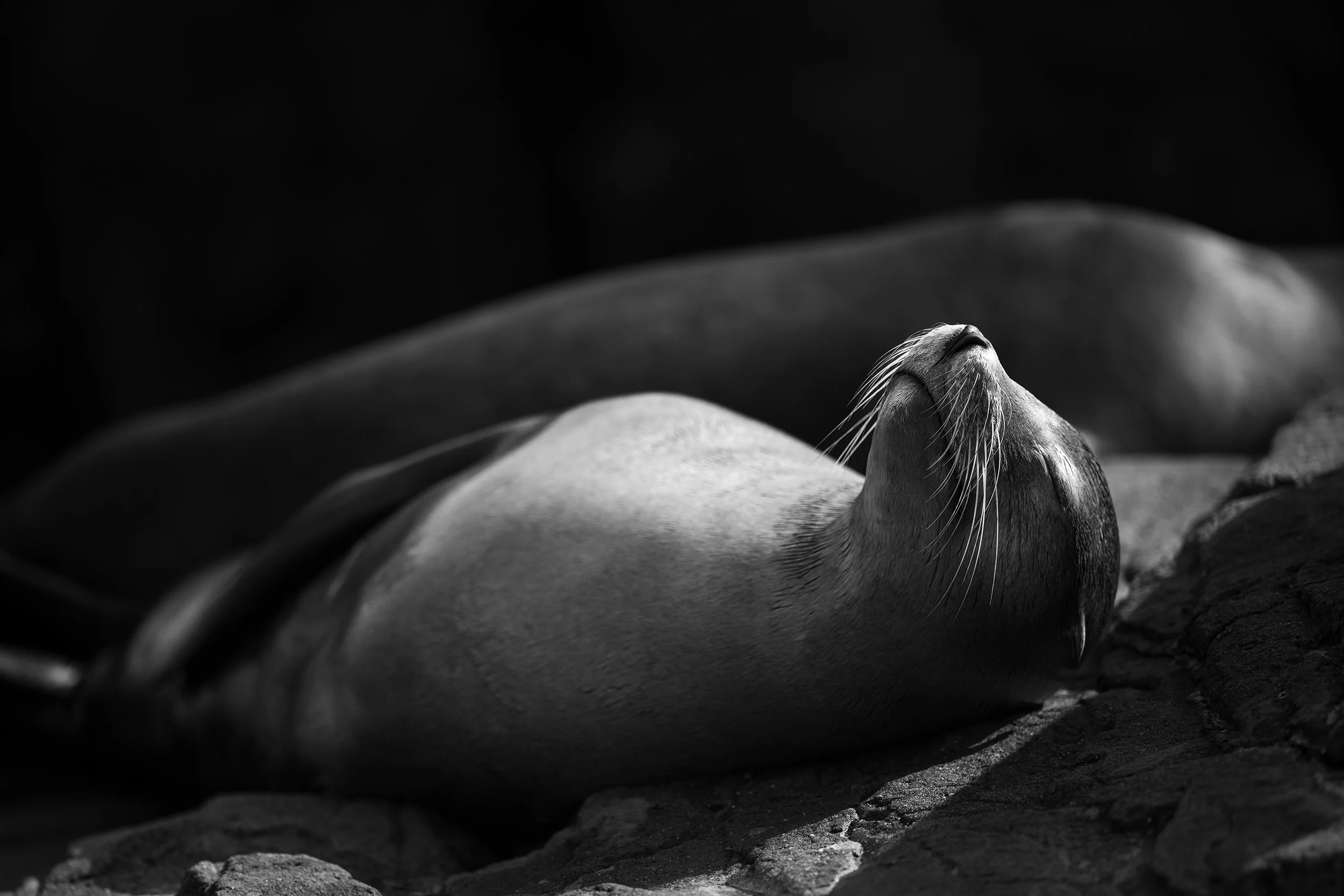 sealion 2 copy.jpg