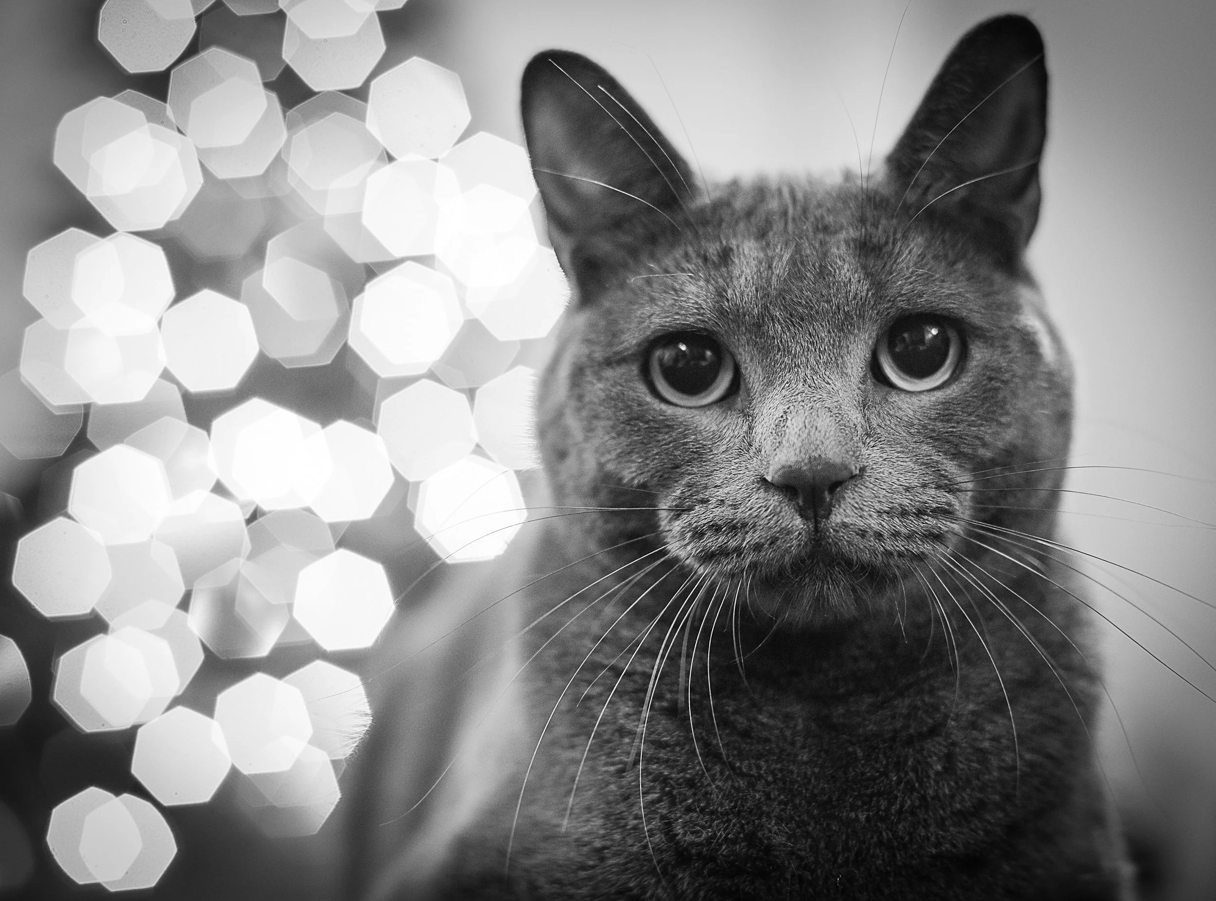 joeywhosagoodboyjoey copy.jpg