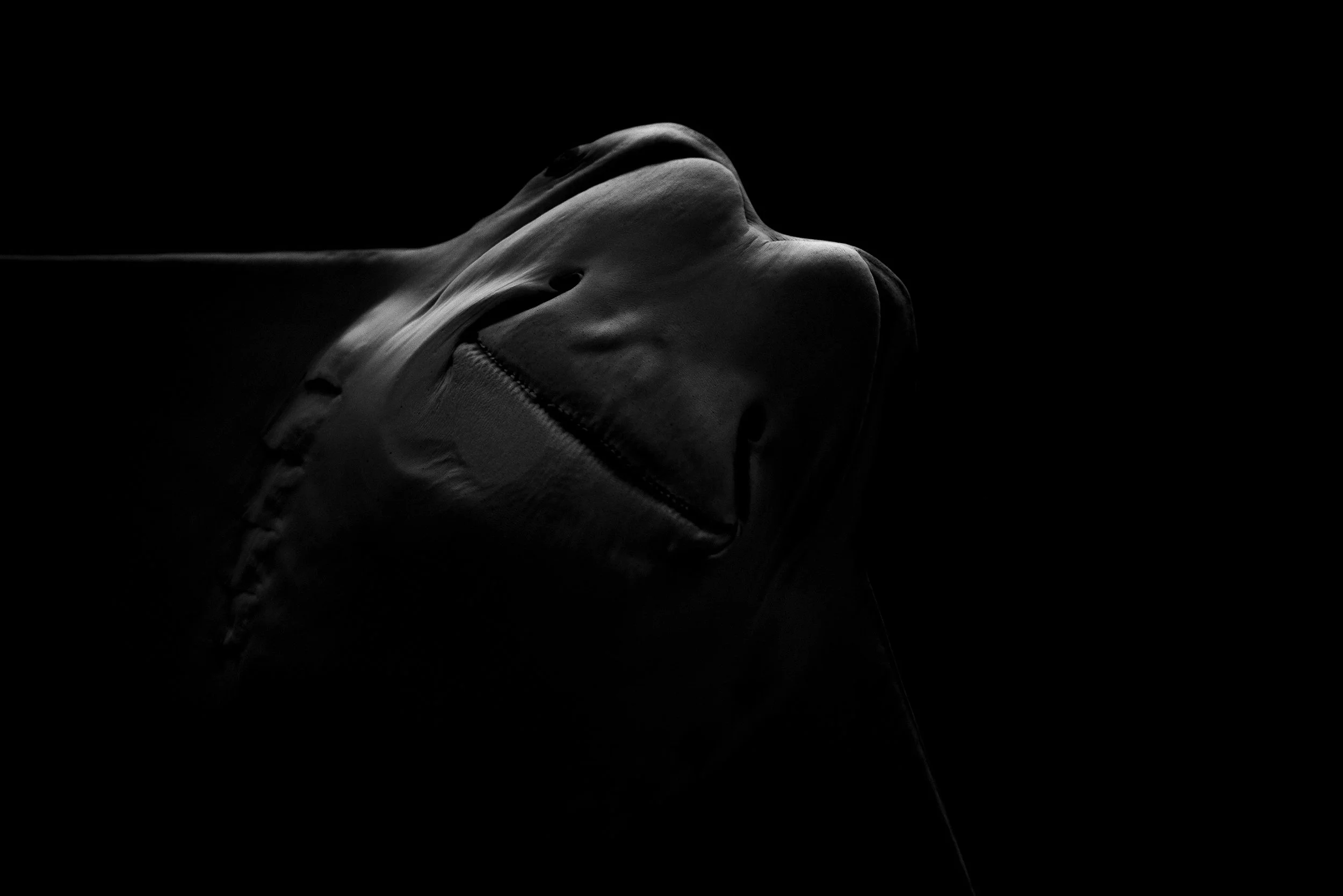 stingray scary copy.jpg