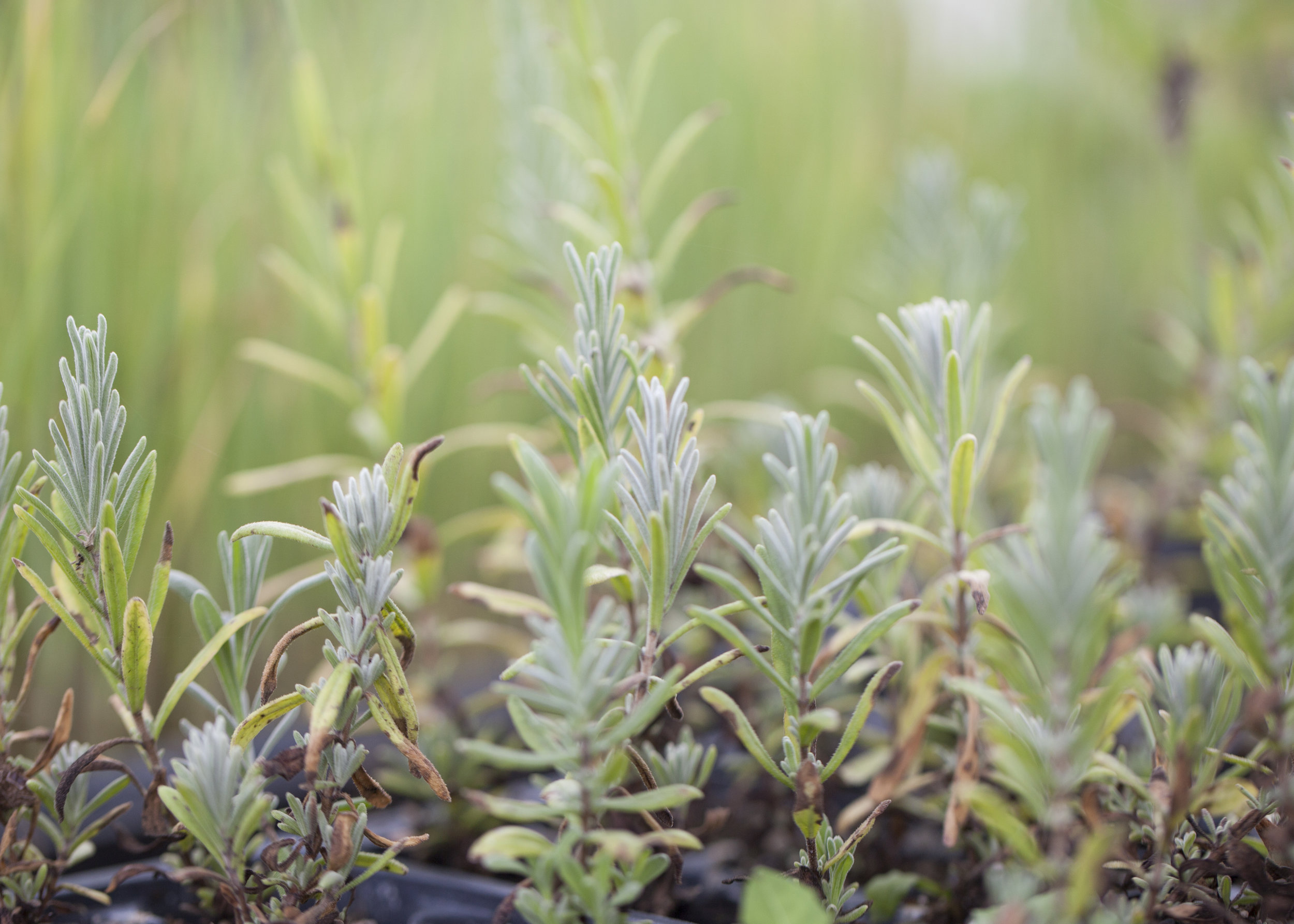 9 Rosemary Seedling.jpg