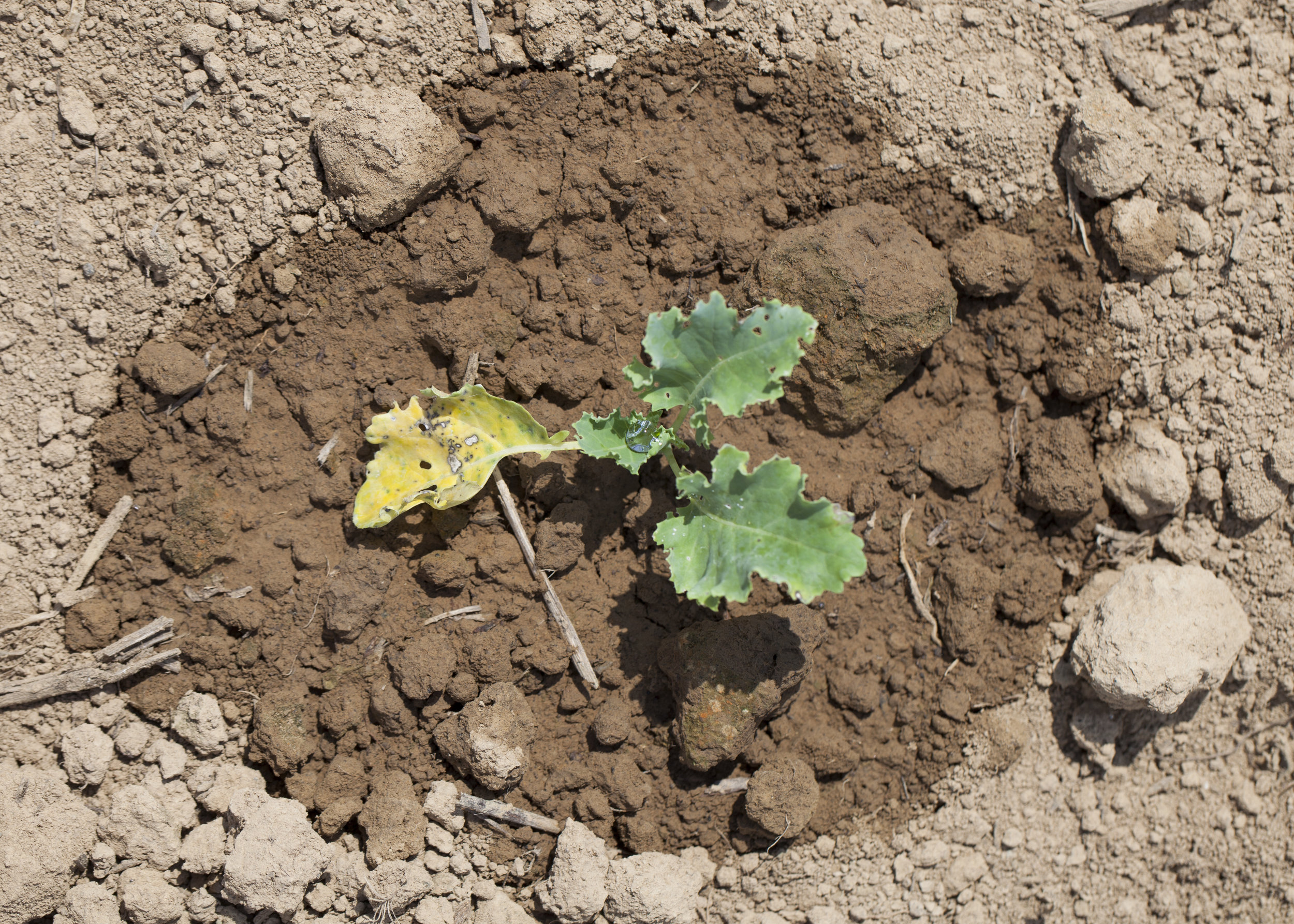 13 Kale Plant.jpg