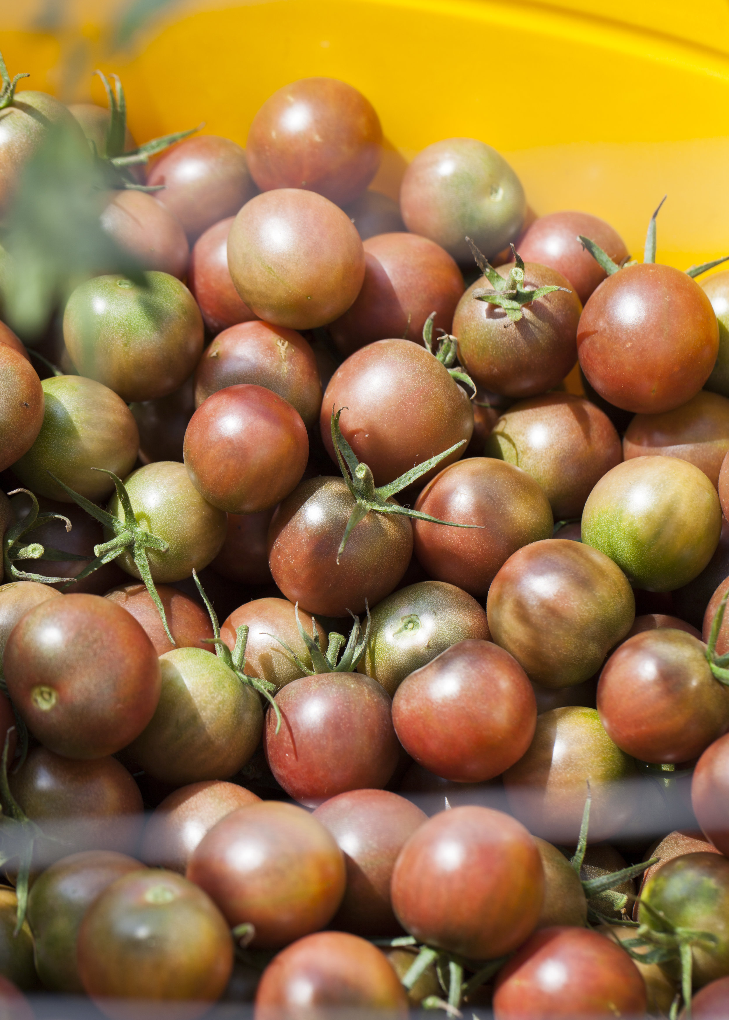 16 Cherry Tomatoes.jpg