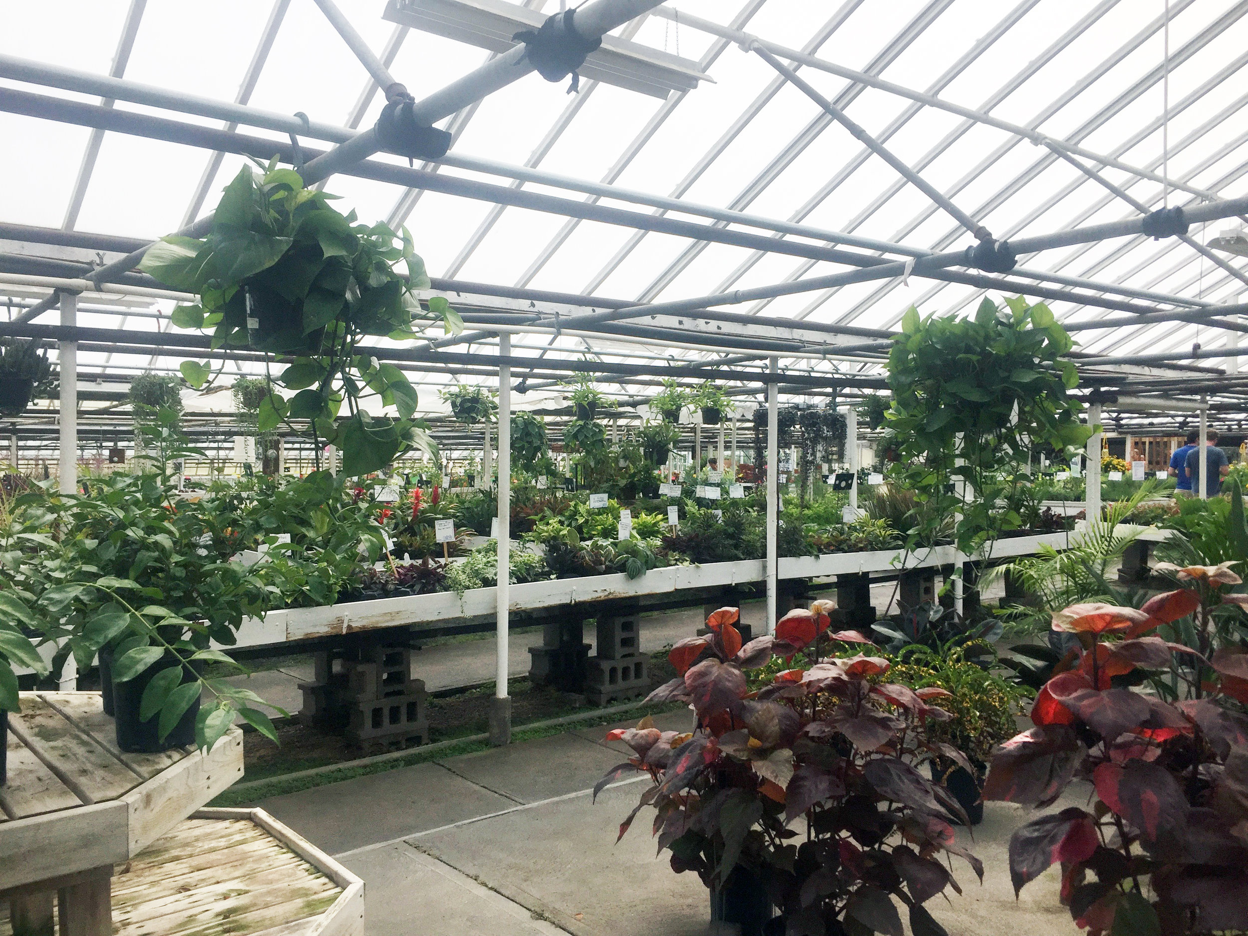 AJRahnGreenhouse 2.jpg