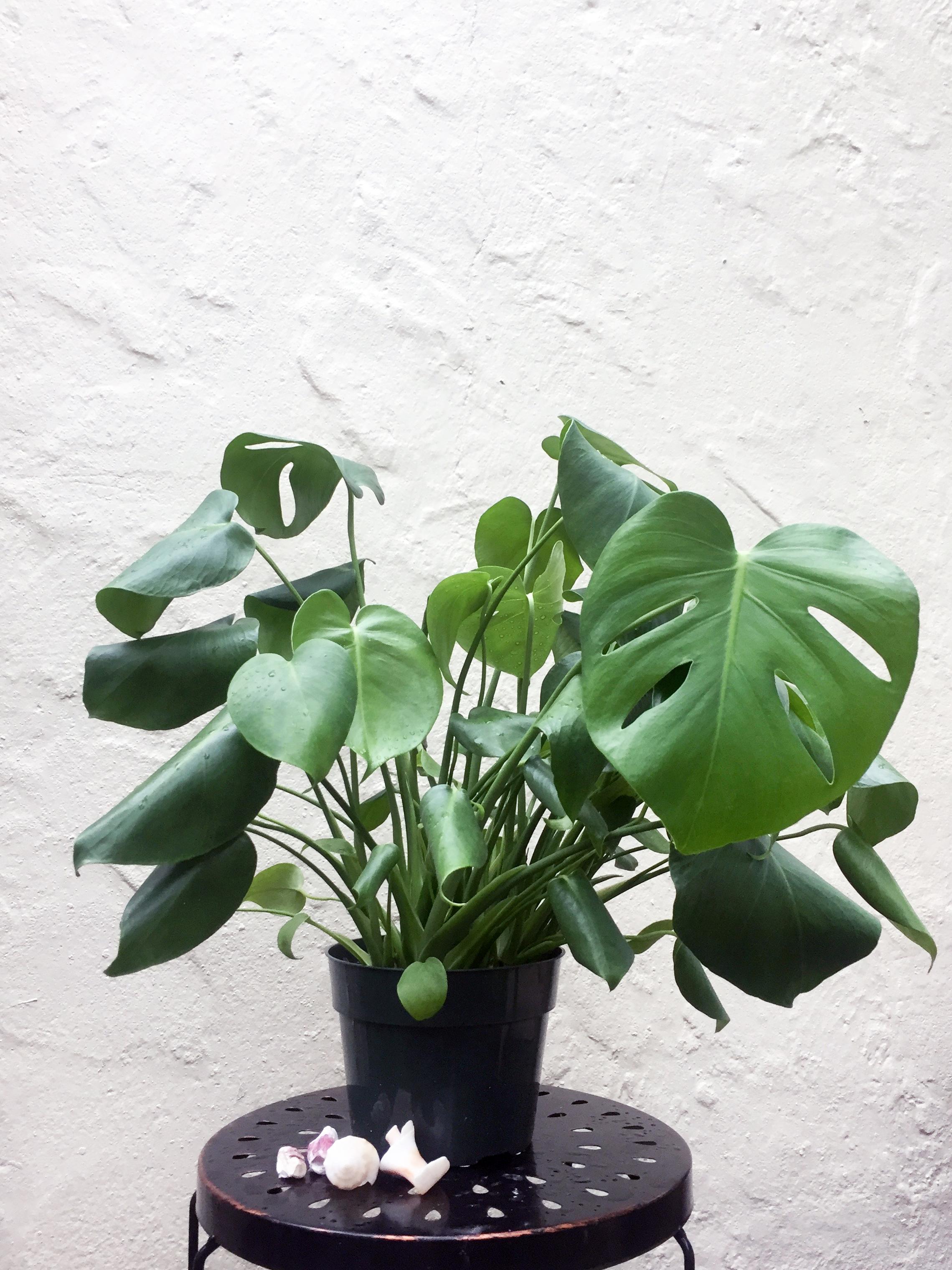 SplitLeafPhilodendron.jpg