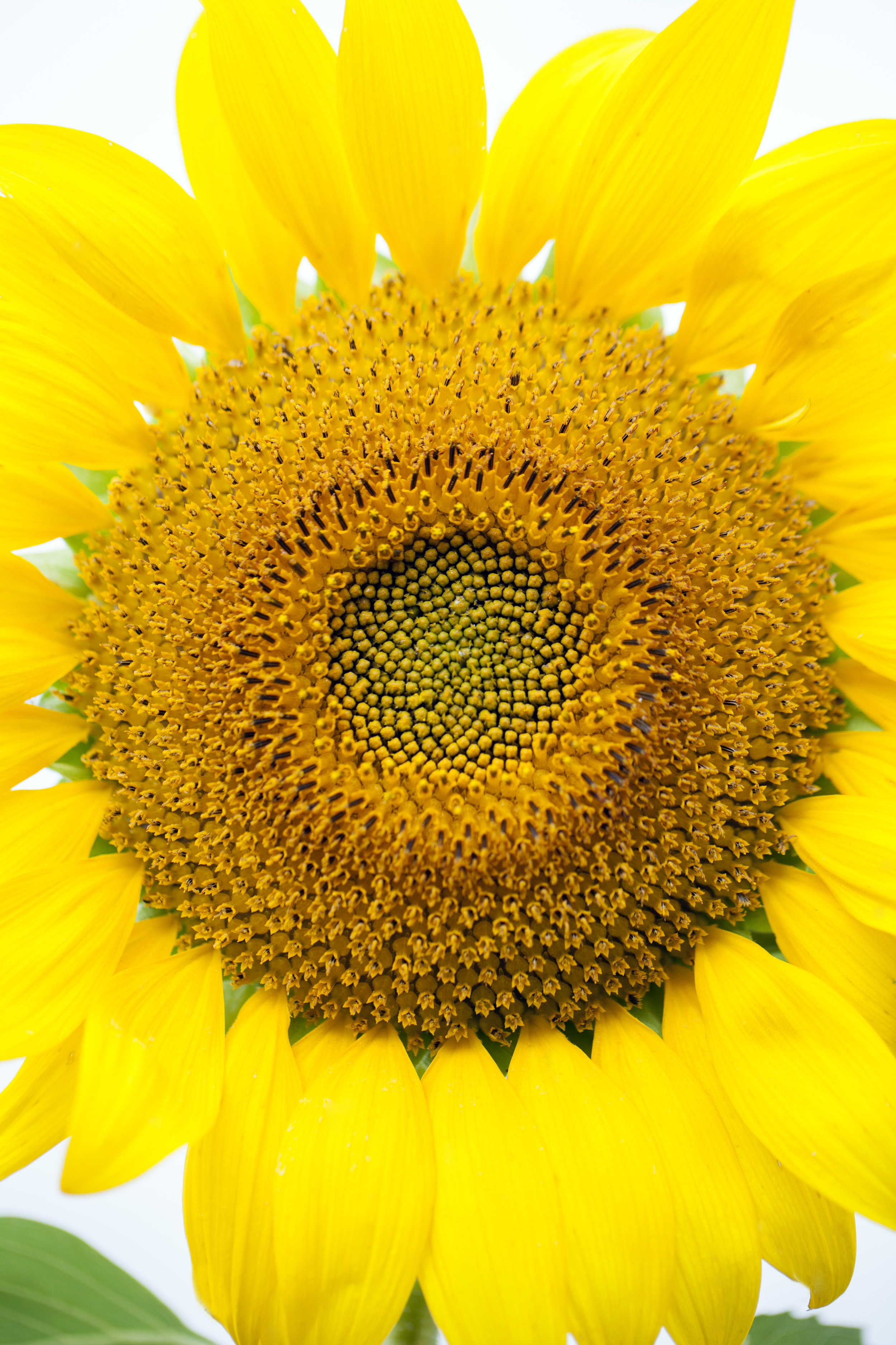 sunflower6.jpg