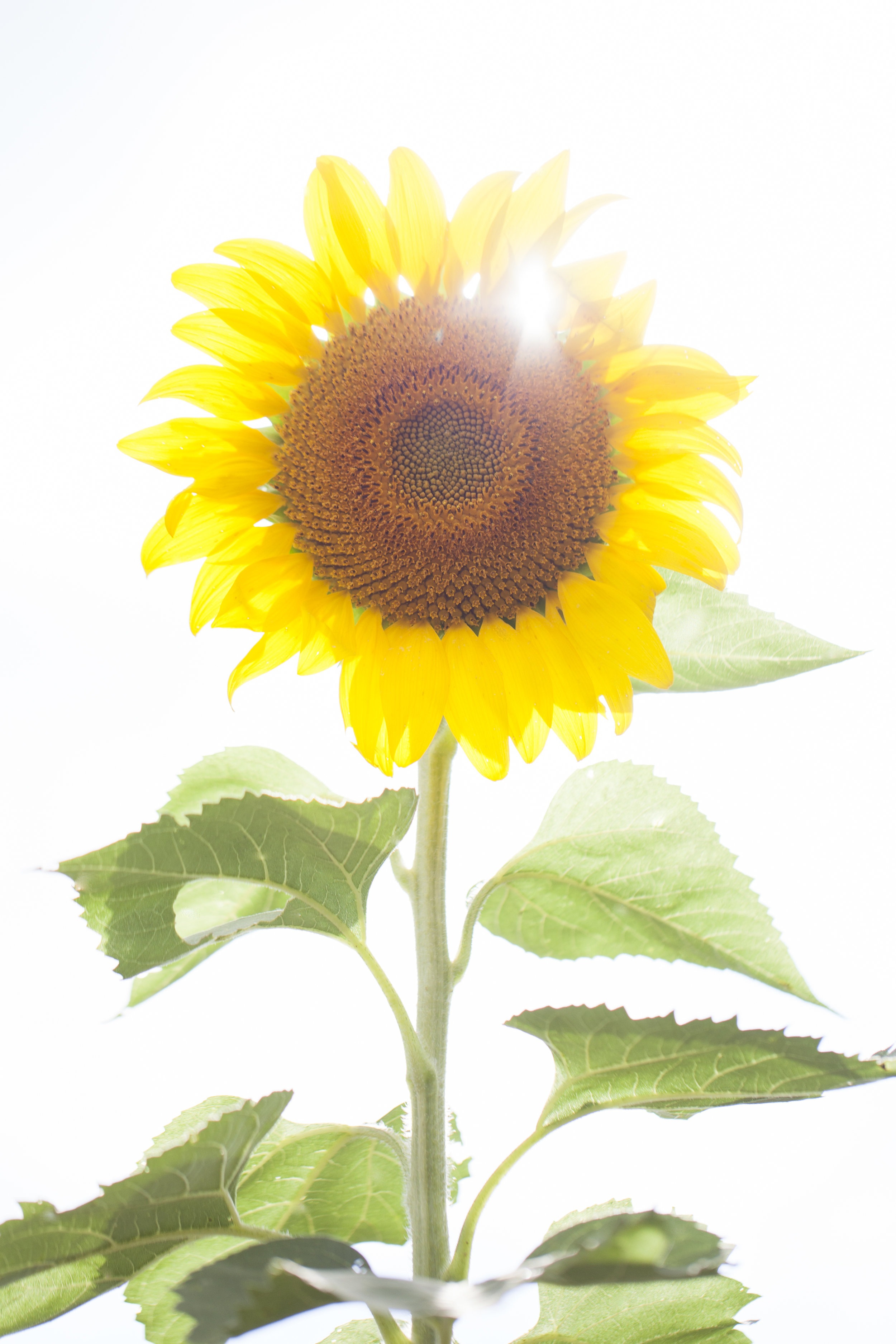 sunflower8.jpg