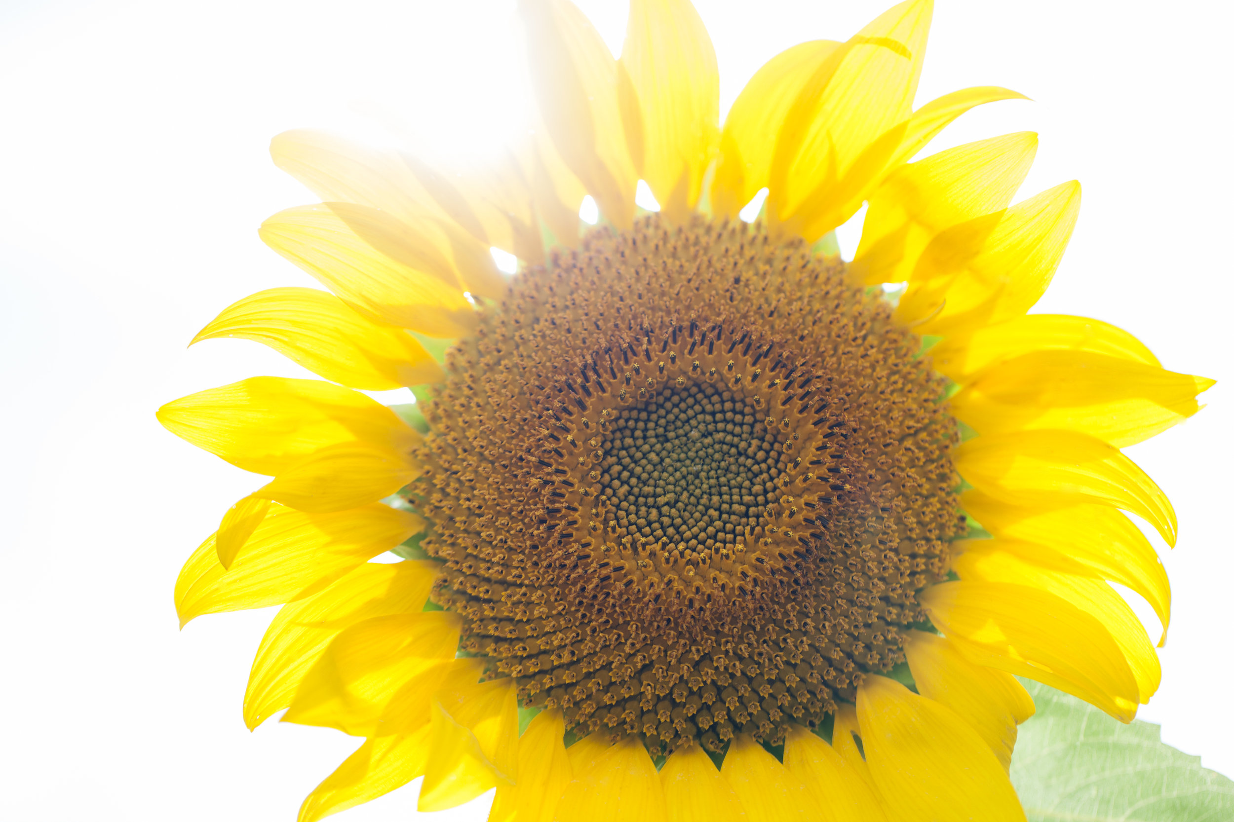 sunflower13.jpg