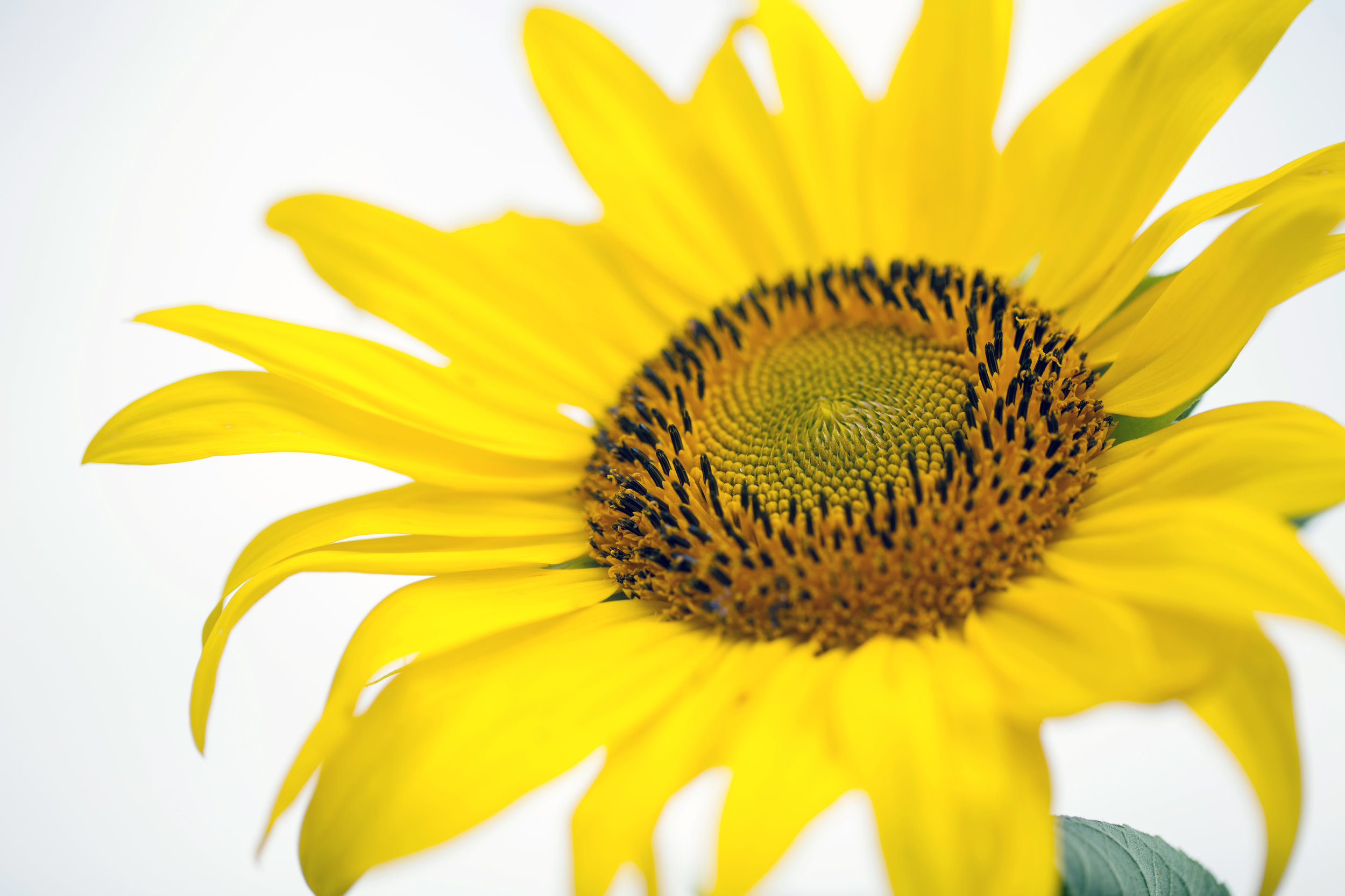 sunflower20.jpg
