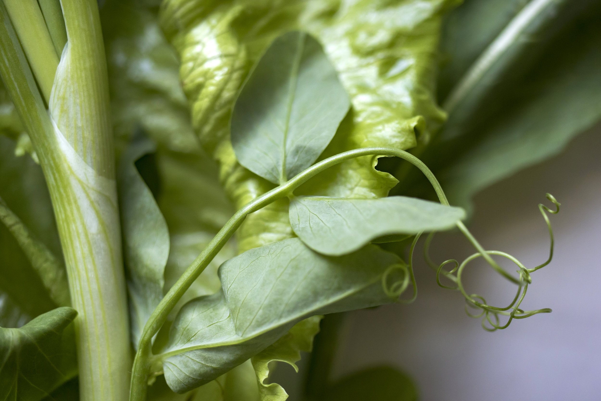 Cincinnati Food Photographer | Gorman Farm | Pea Shoots | CSA Gorman Farm | Allison McAdams.jpg