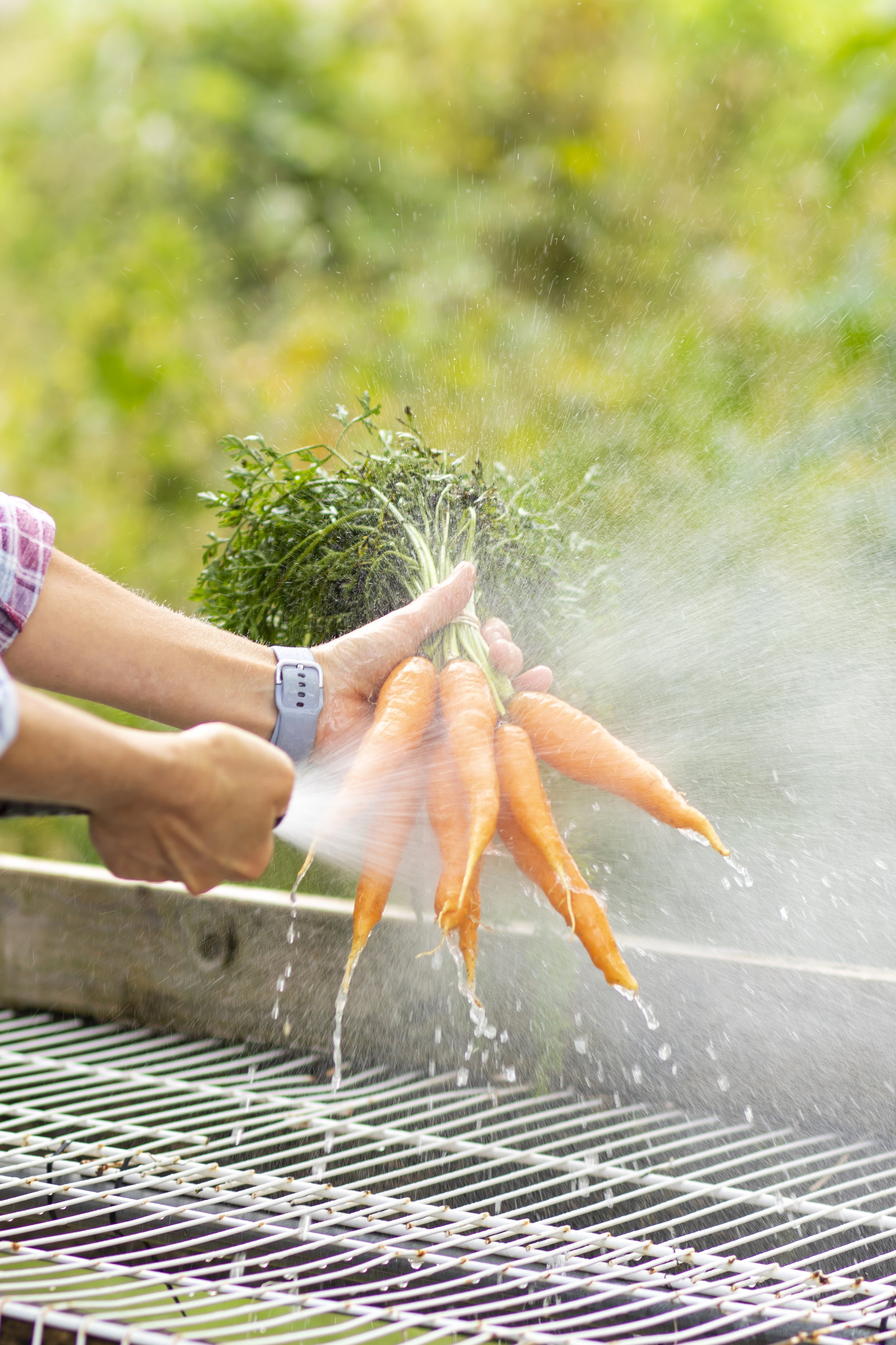 SaladDaysFarm | Farm Photographer | Cincinnati | Allison McAdams.JPG