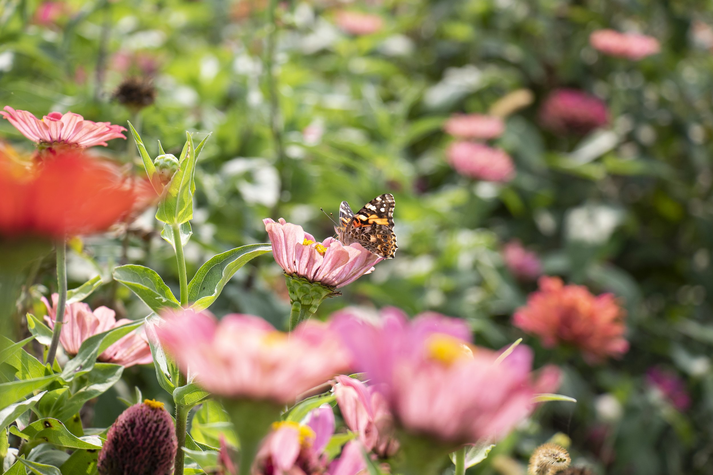 Monarch Butterfly | Farm Photography | Cincinnati | Allison McAdams.JPG