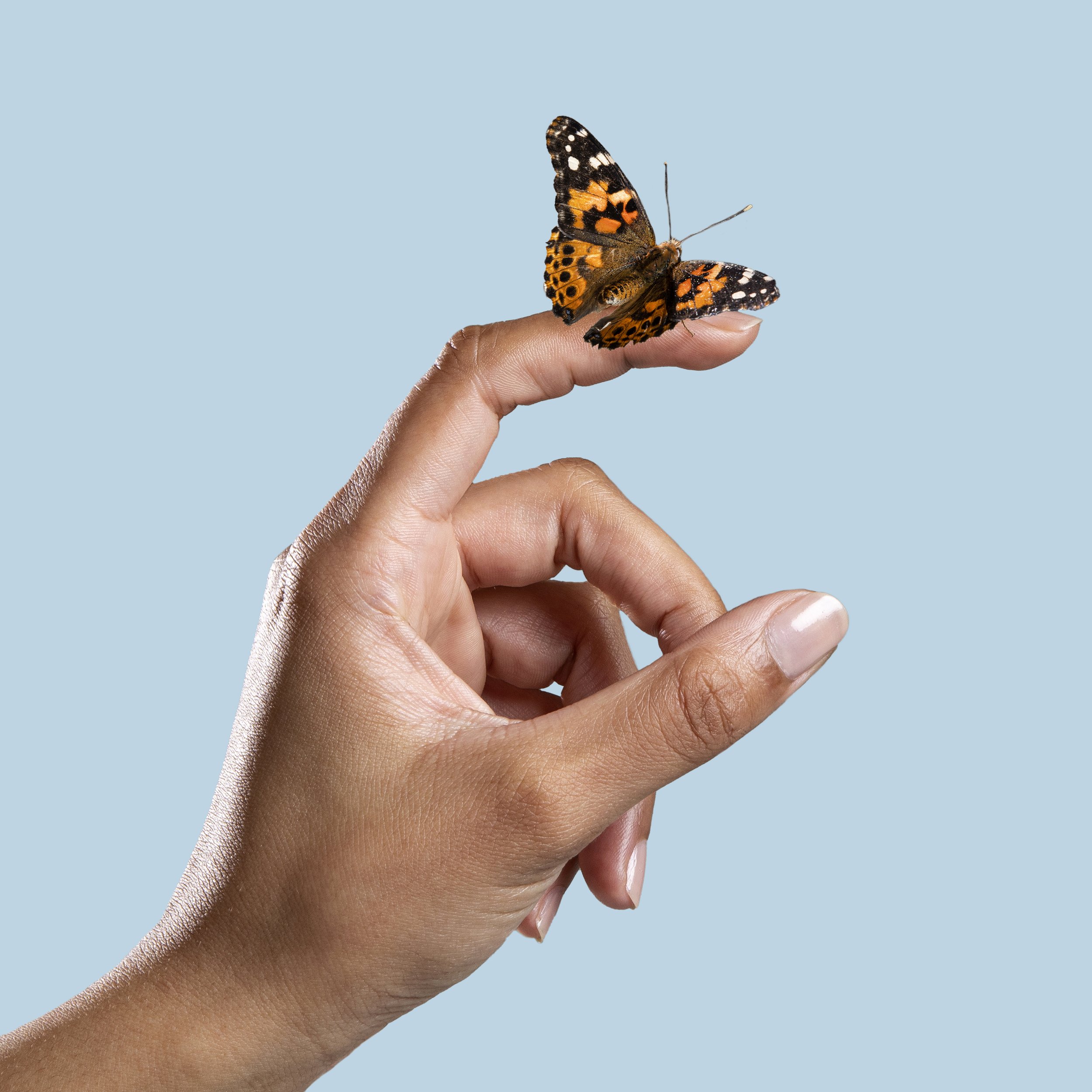Cincinnati Product Photographer | Butterfly | Allison McAdams.jpg