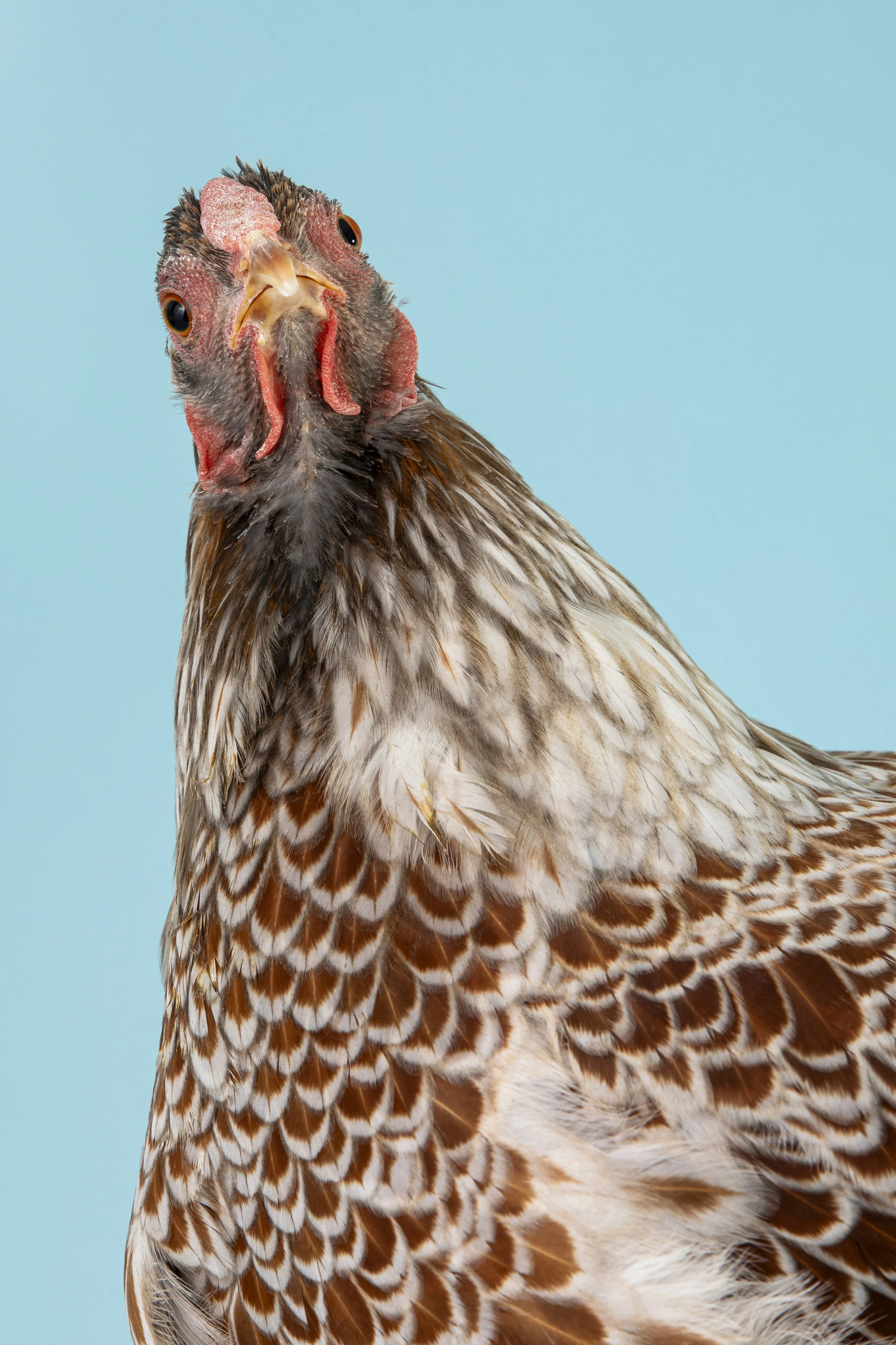 Farm Photographer | Ohio | Allison McAdams.jpg