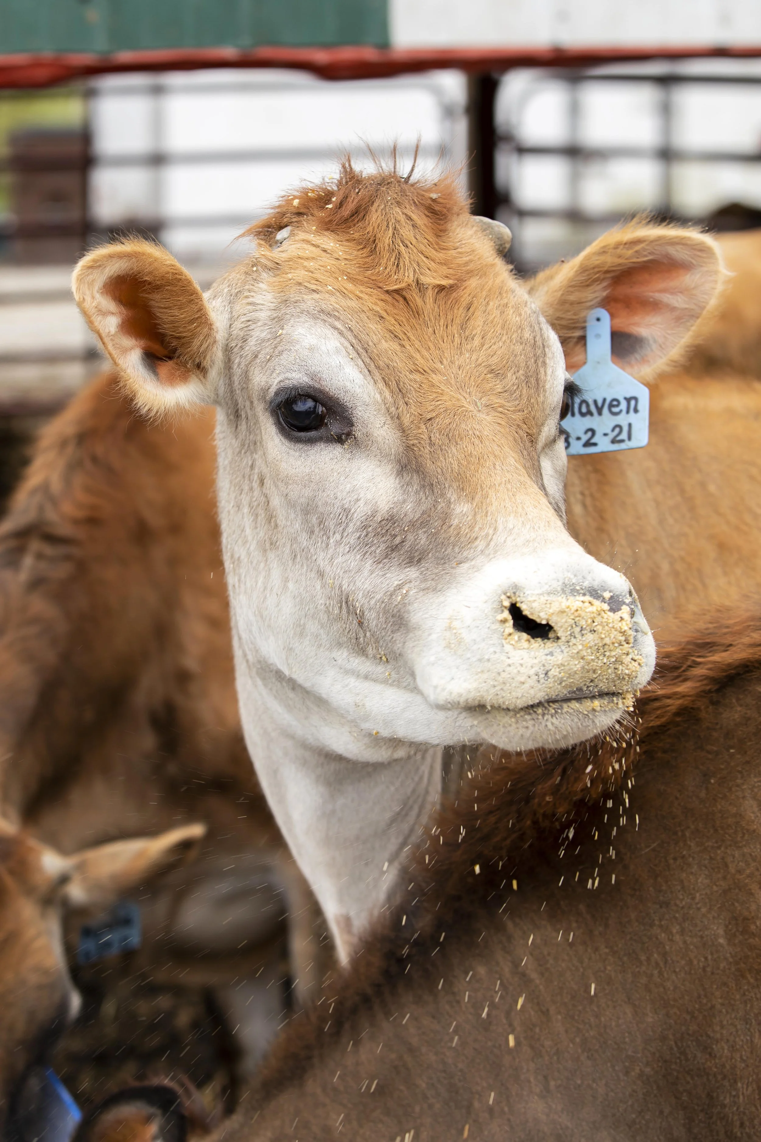Swallow Hill Dairy | Ohio Farm Photographer | Allison McAdams | 005.jpg