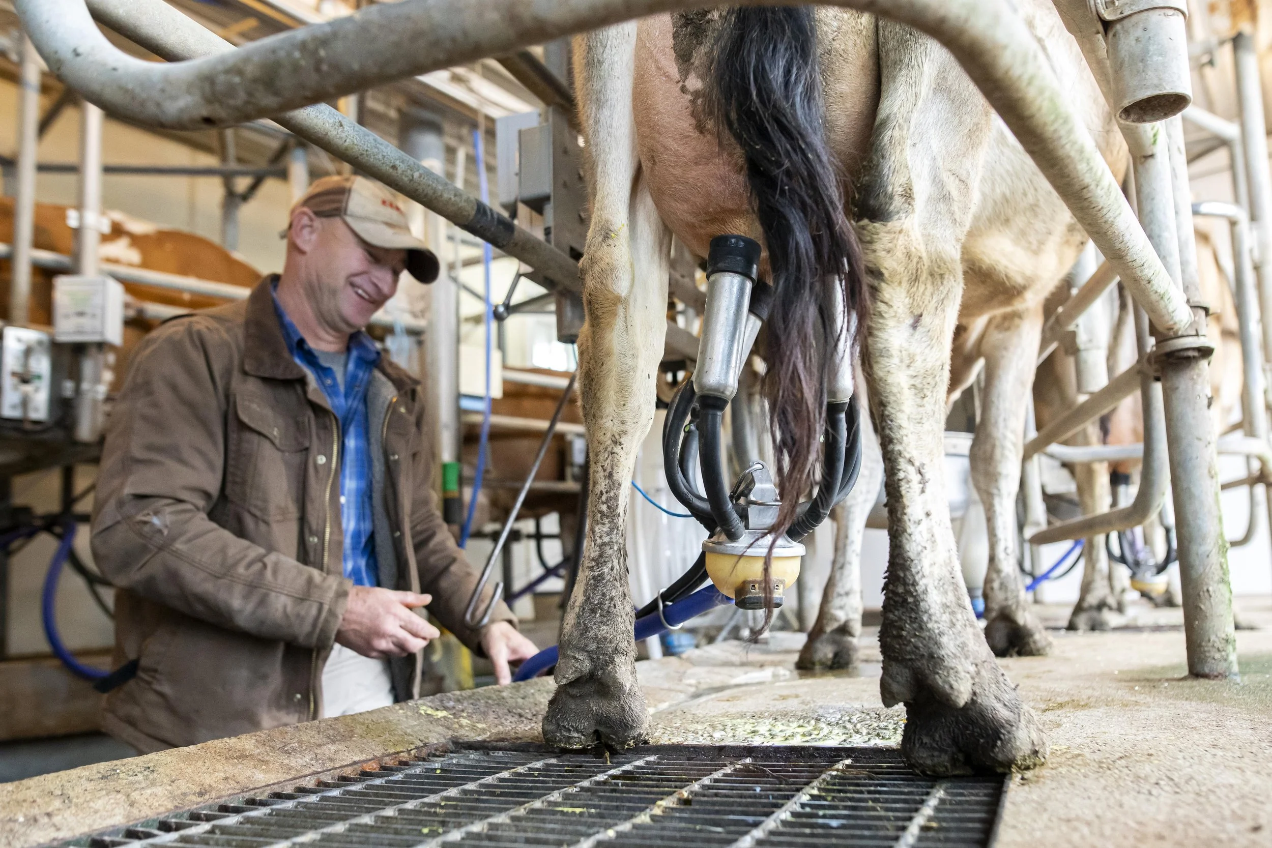 Swallow Hill Dairy | Ohio Farm Photographer | Allison McAdams | 011.jpg